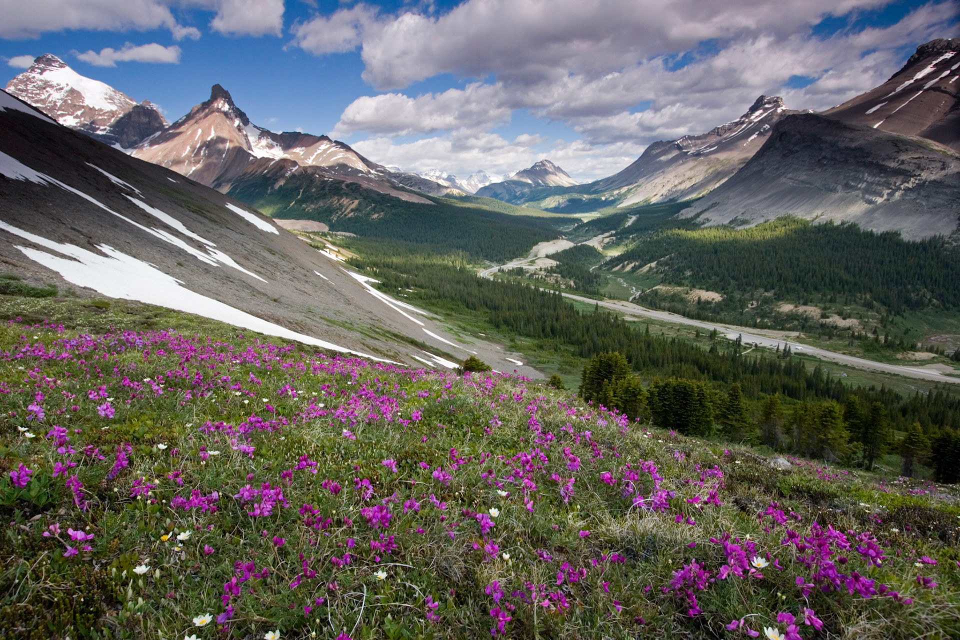 Blooming Mountains, Banff National Park, Alberta
