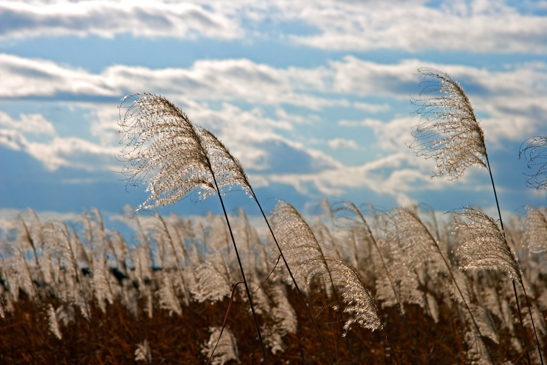 Pampas grass, Japan