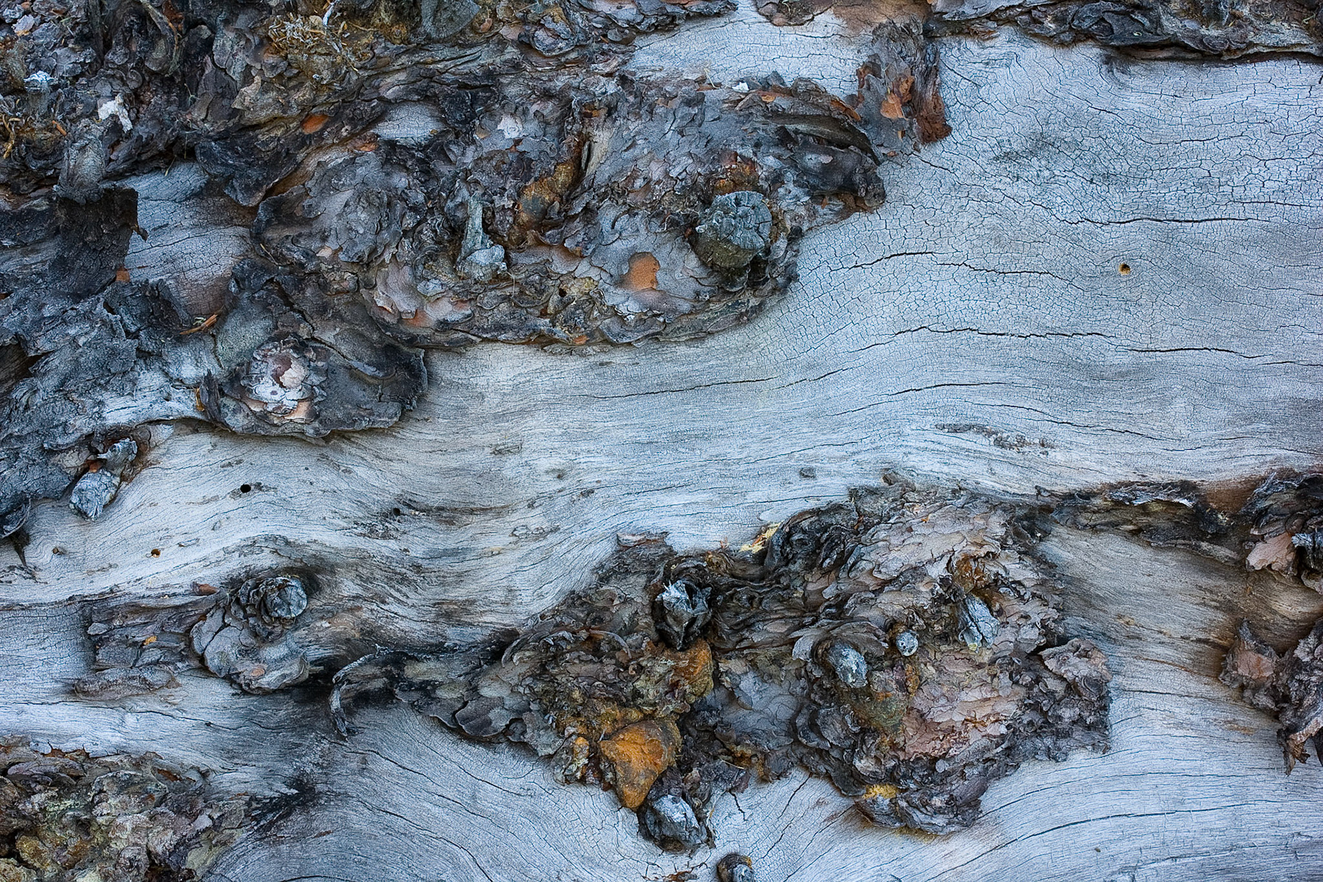 Willmore Wilderness Park, Alberta