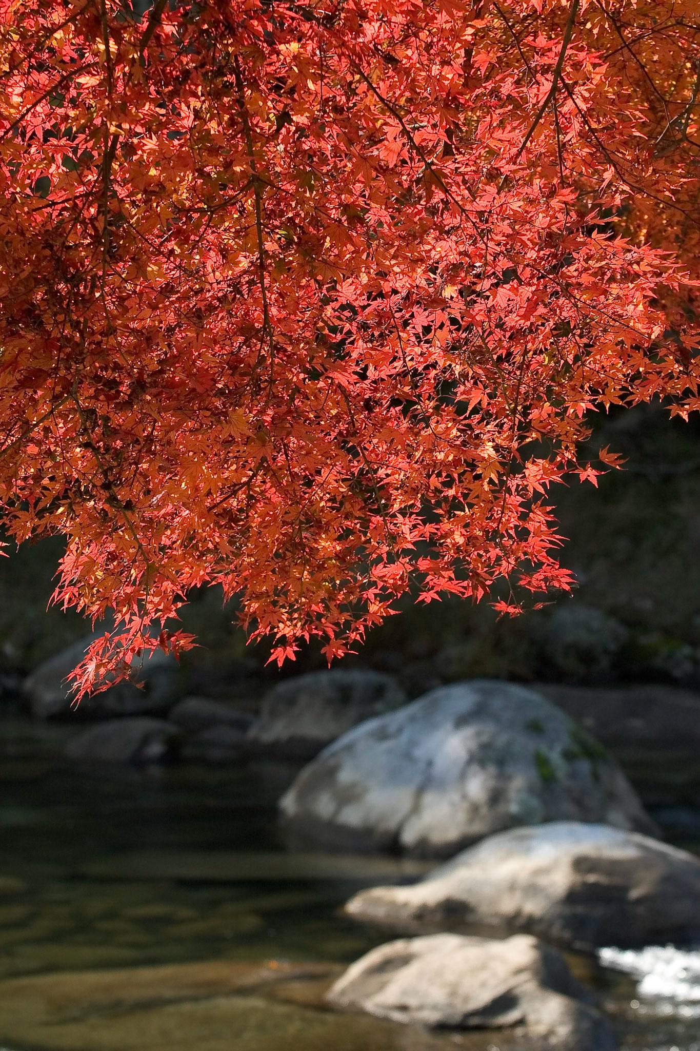Korankei, Aichi, Japan