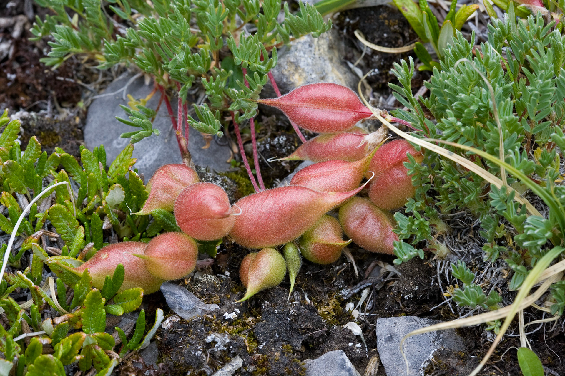 Willmore Wilderness Park, Alberta