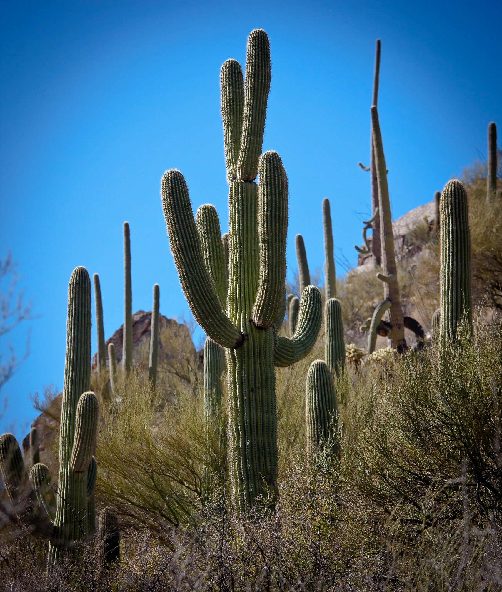 Catalina National Forest, AZ