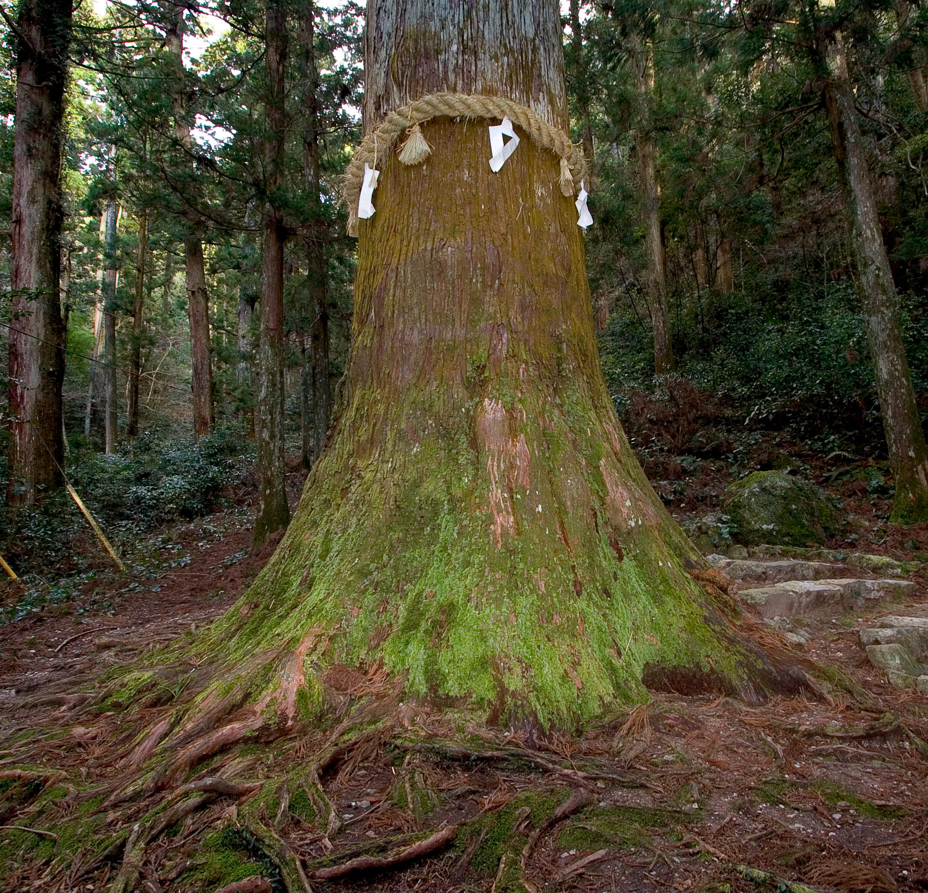 Horaiji sacred cedar, Aiichi Japan