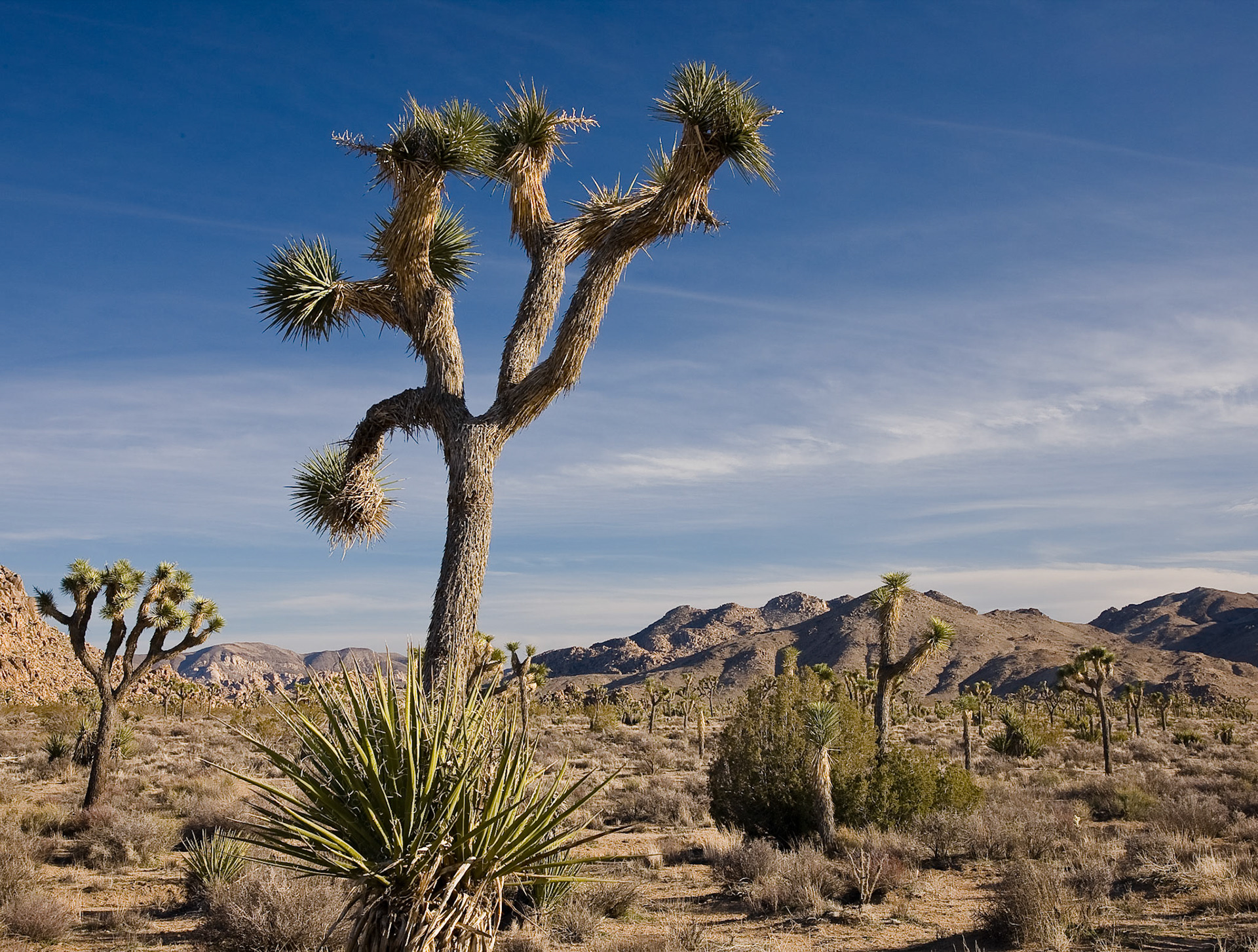 Joshua Tree N.P., California