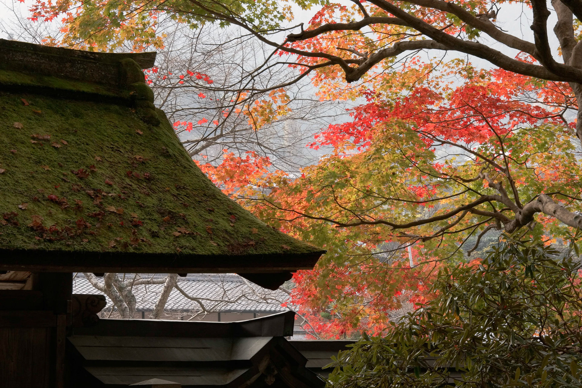 Stones Stairs &amp; Leaves