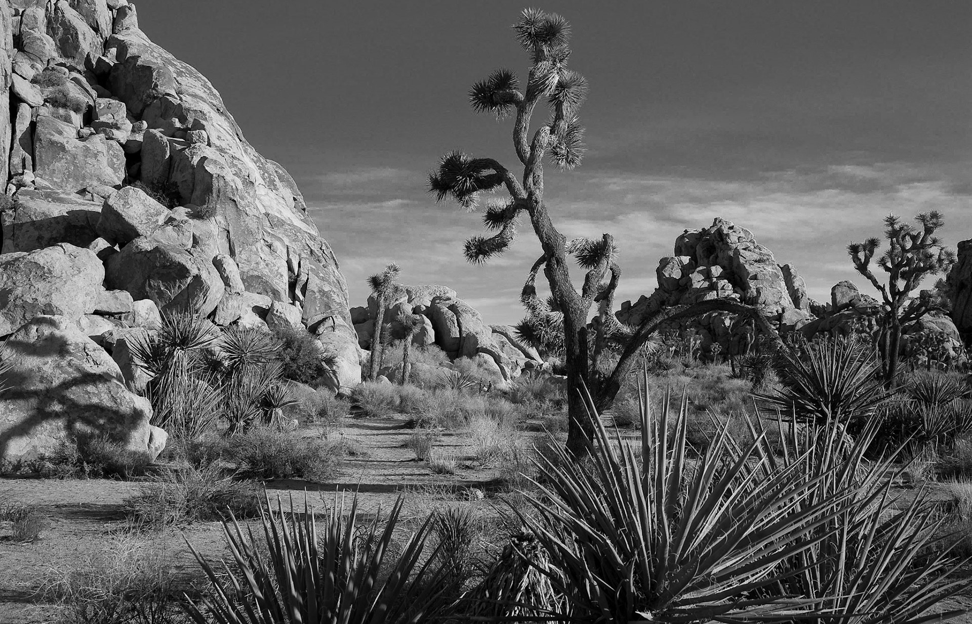 Joshua Tree N.P., California
