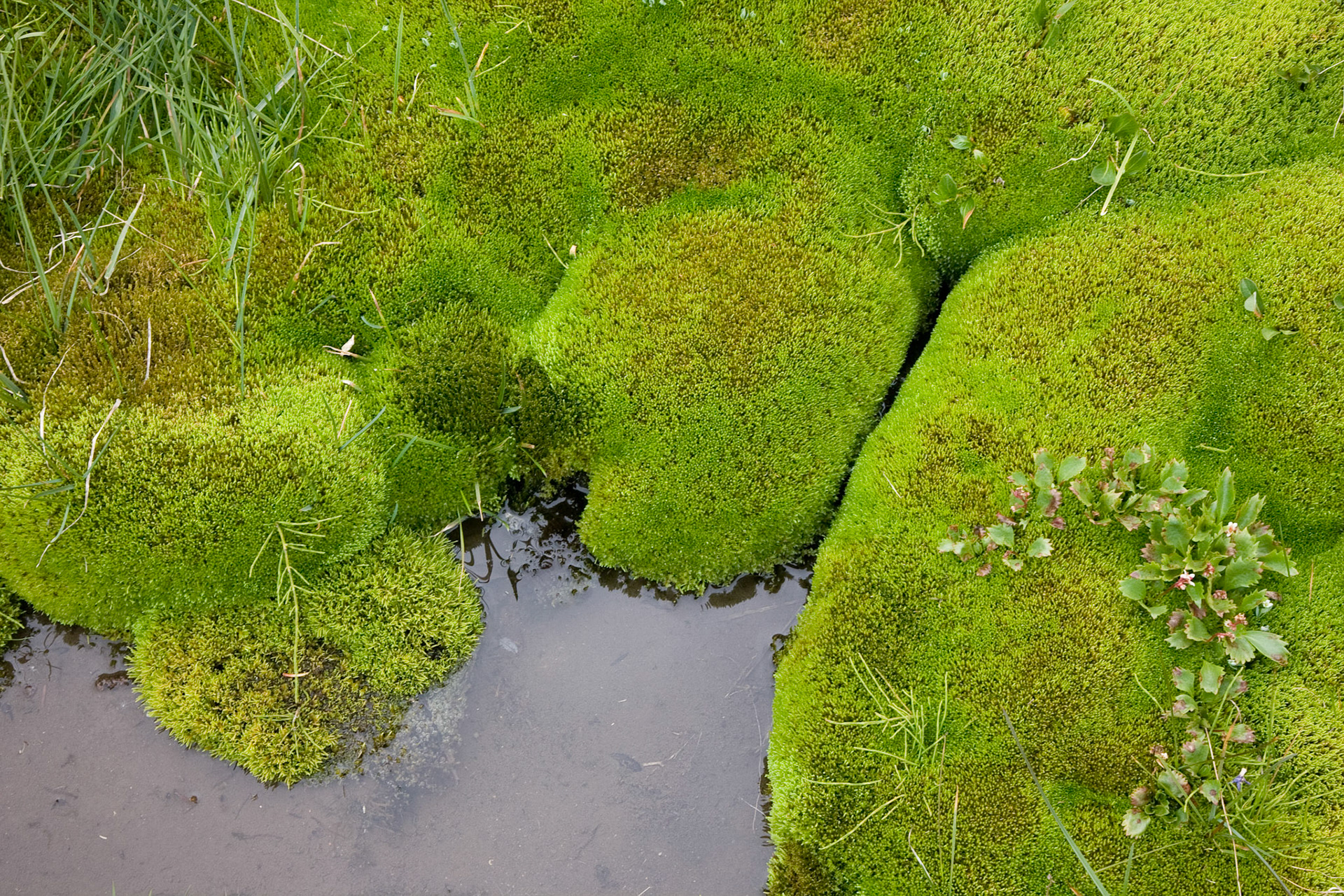 Willmore Wilderness Park, Alberta