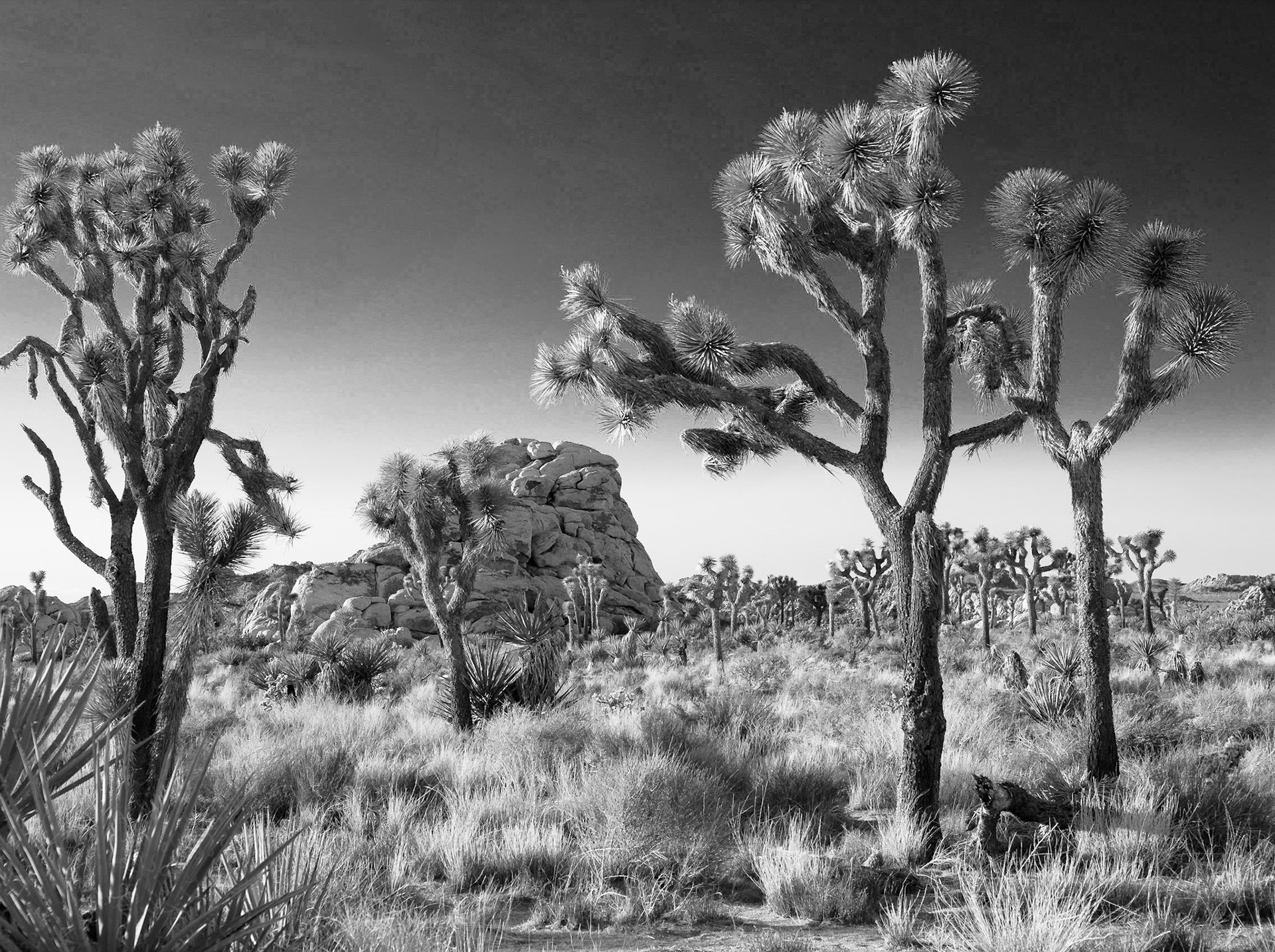 Joshua Tree N.P., California