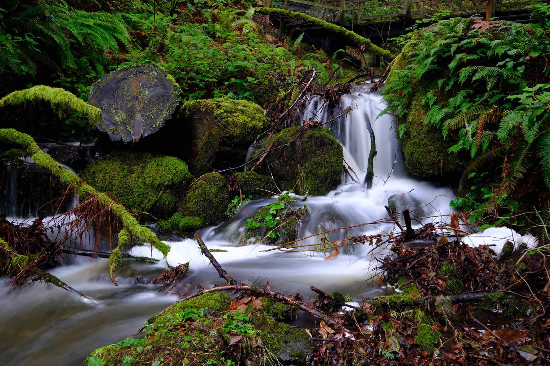 Witty's Lagoon Trail, Vancouver Island
