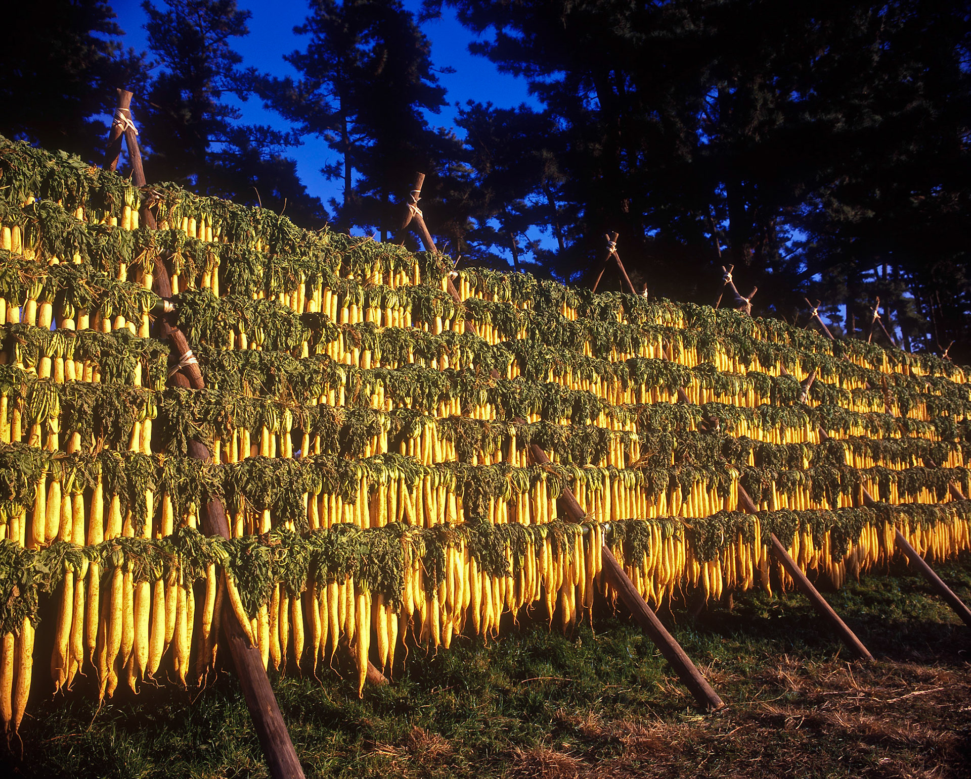 Hoshi Daikon, Hamamatsu, Japan
