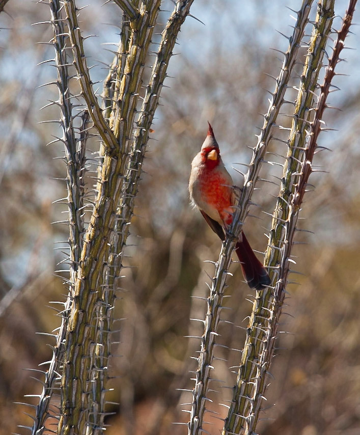 Coronado National Forest, AZ