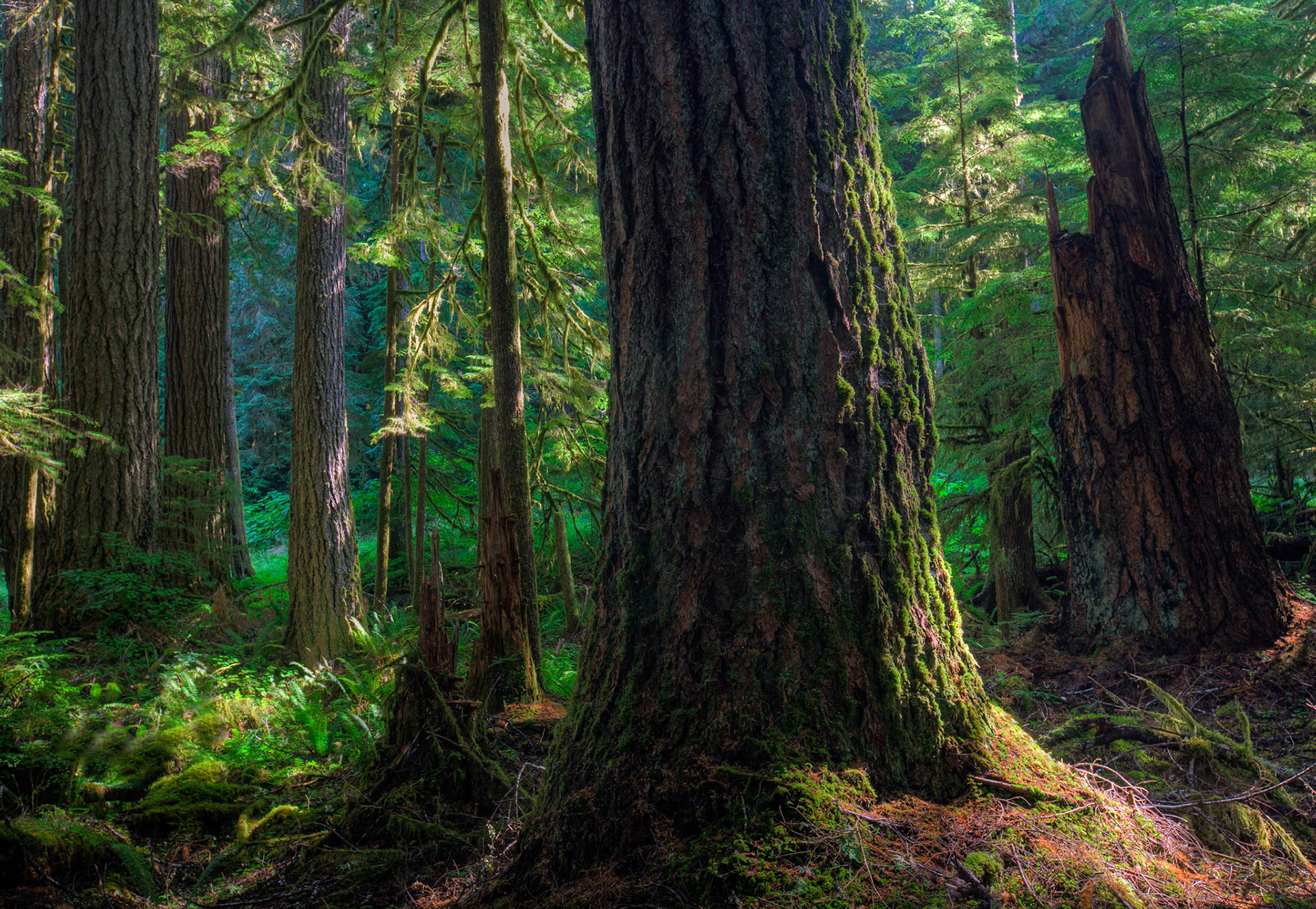 Olympic National Park, Washington State