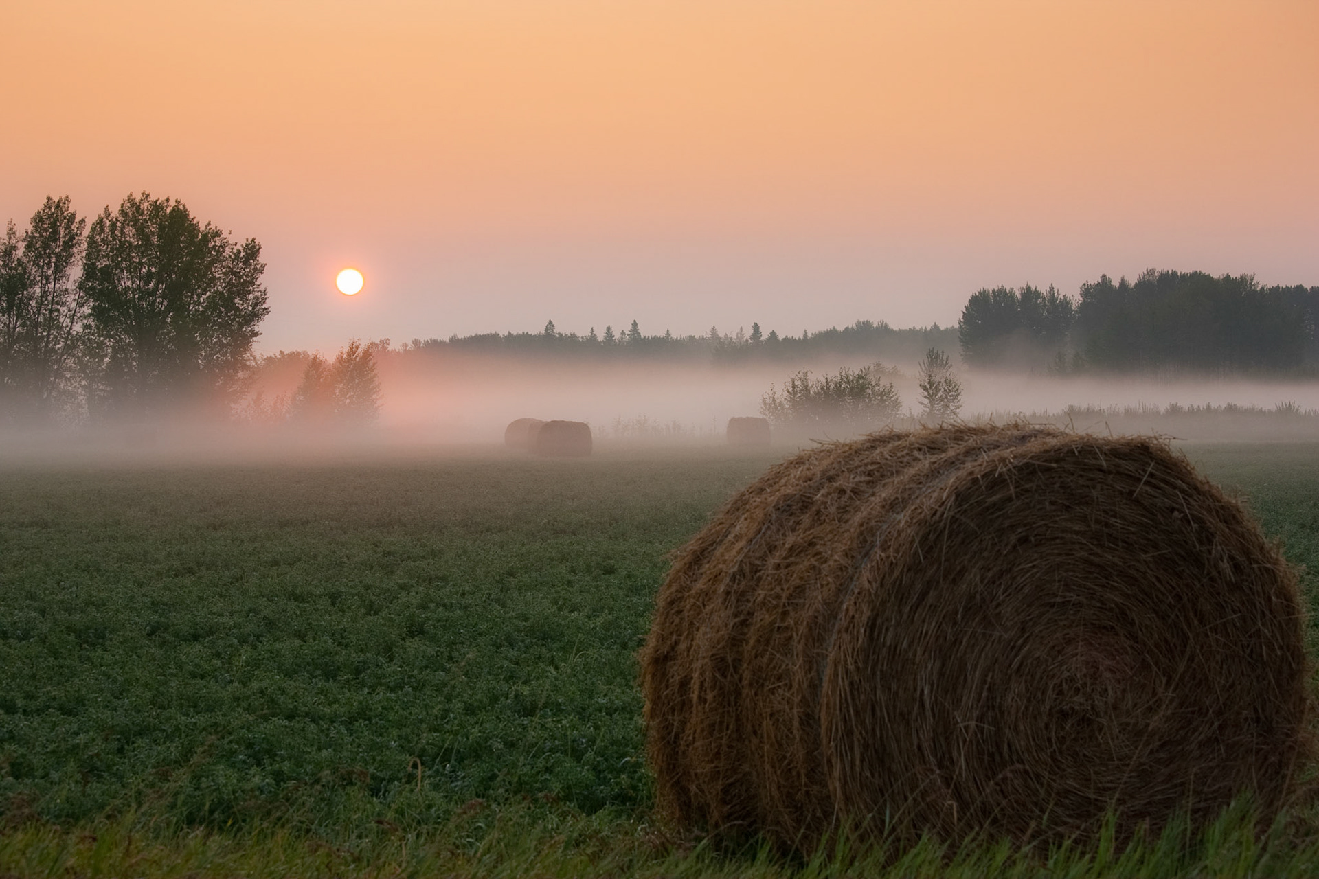 Misty prairie morning