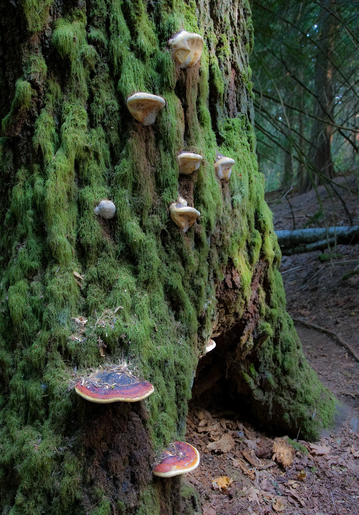 Vancouver Island, British Columbia