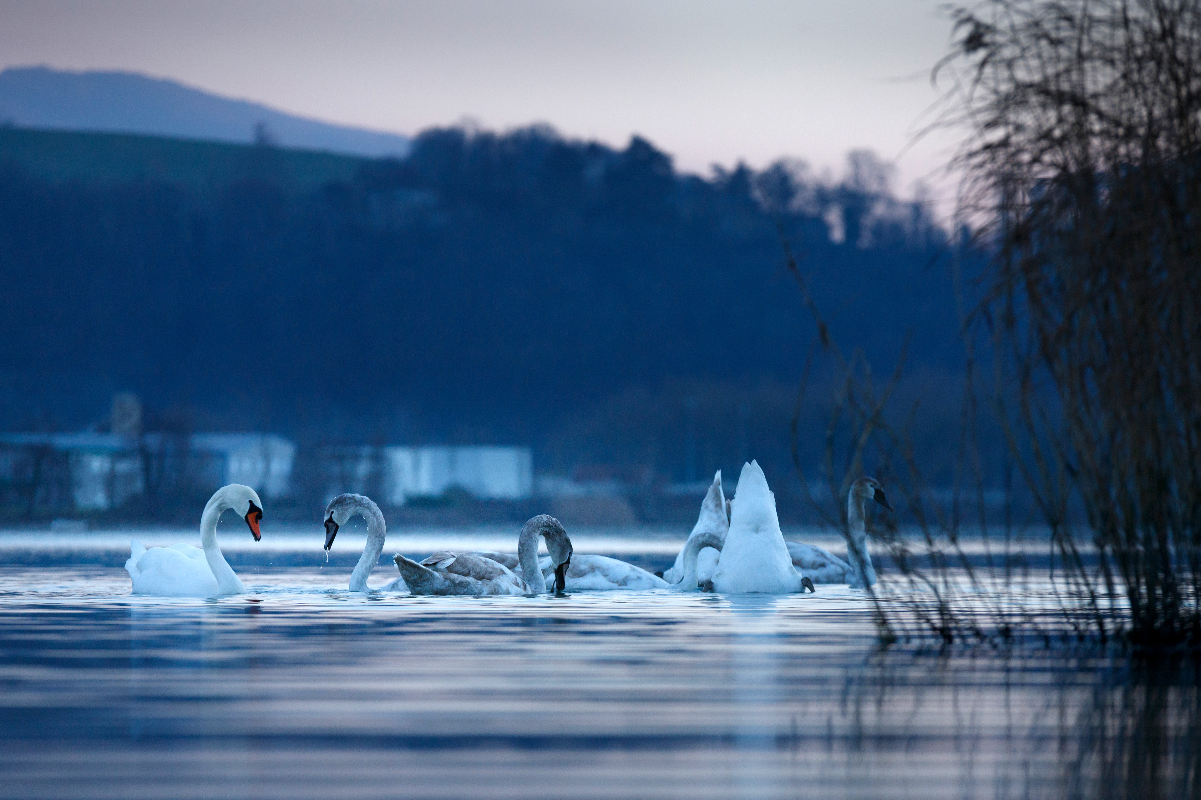 Cygnes