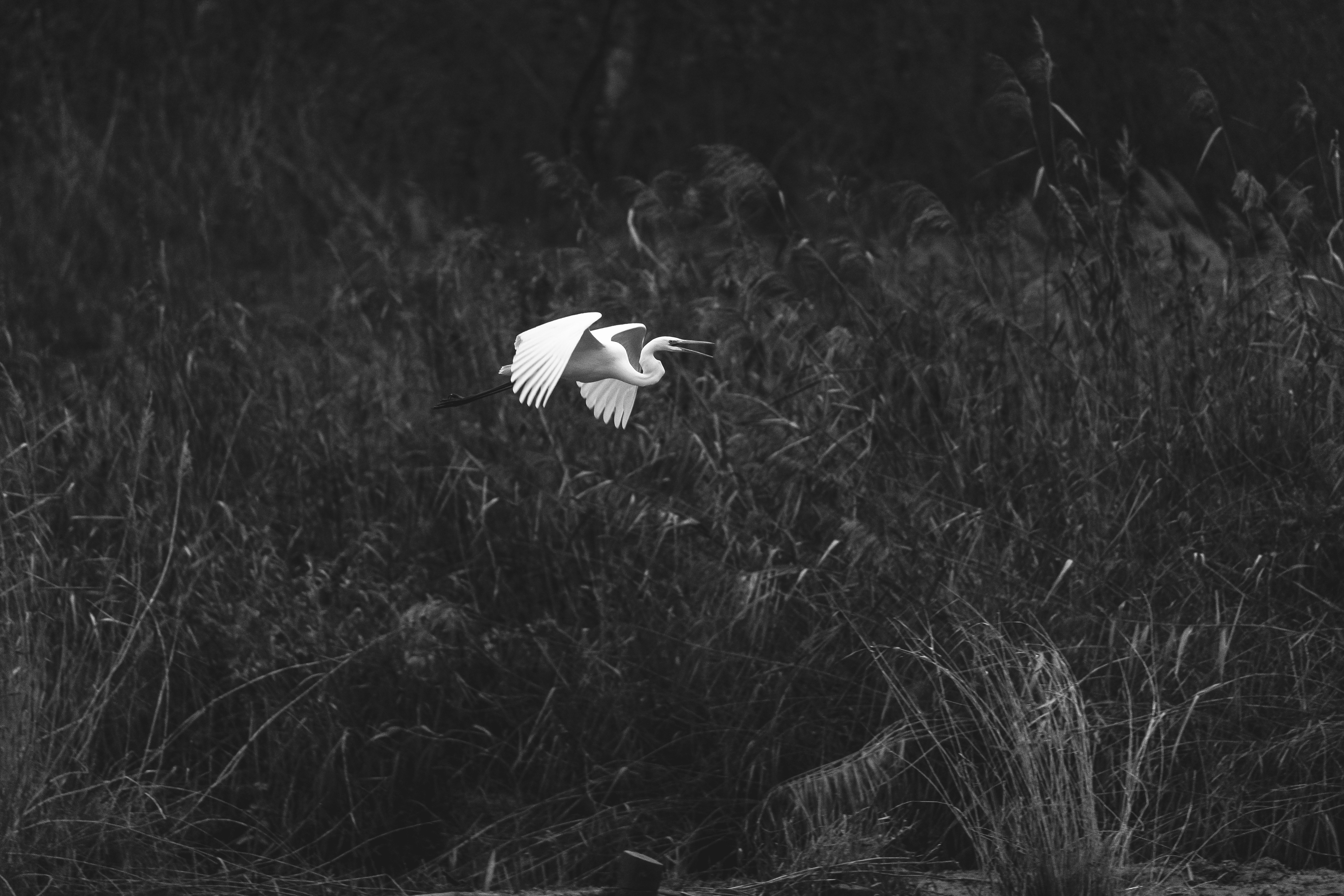 L'Aigrette - L'échassier de la famille des Hérons