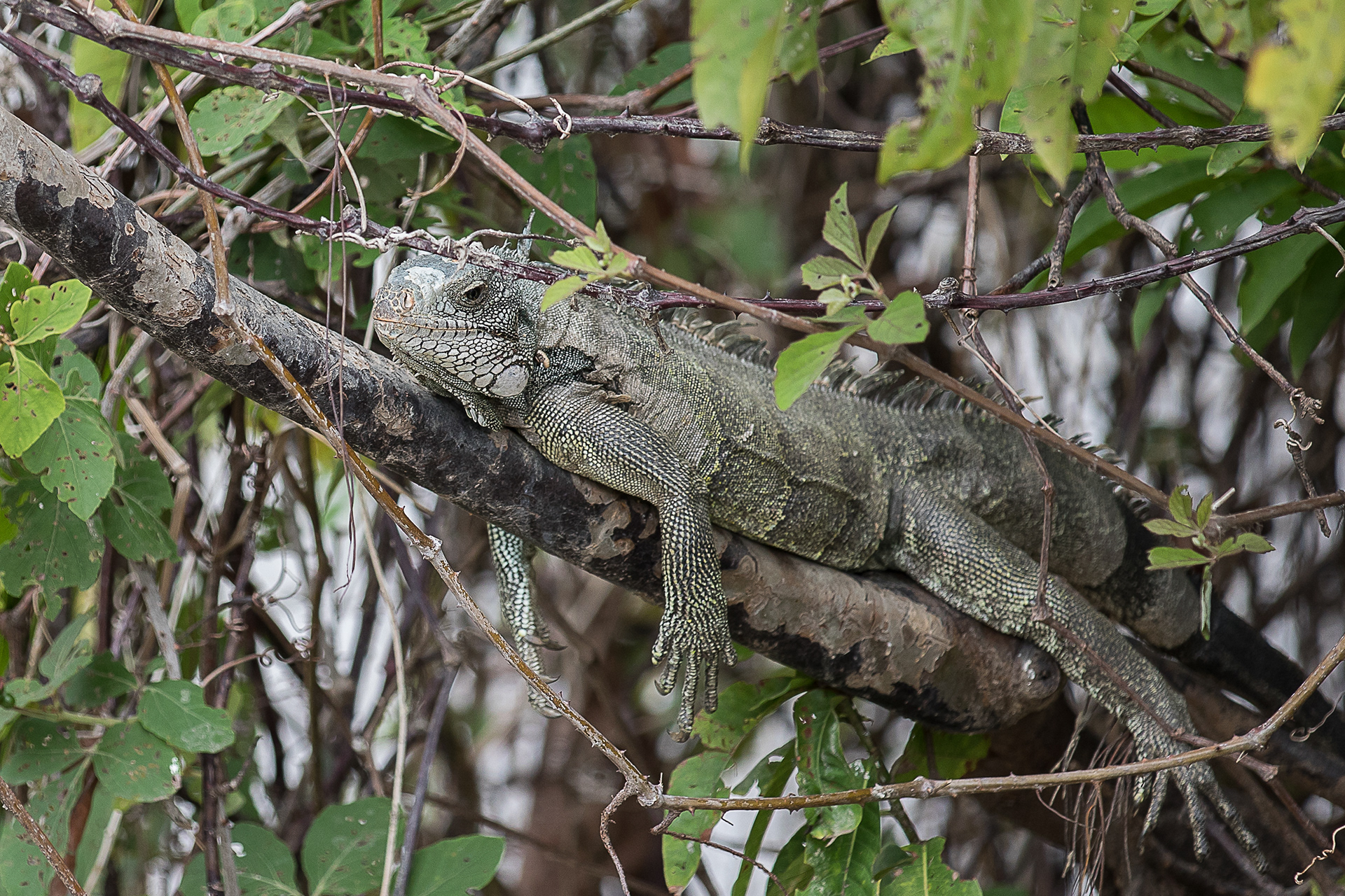 Amazon wildlife