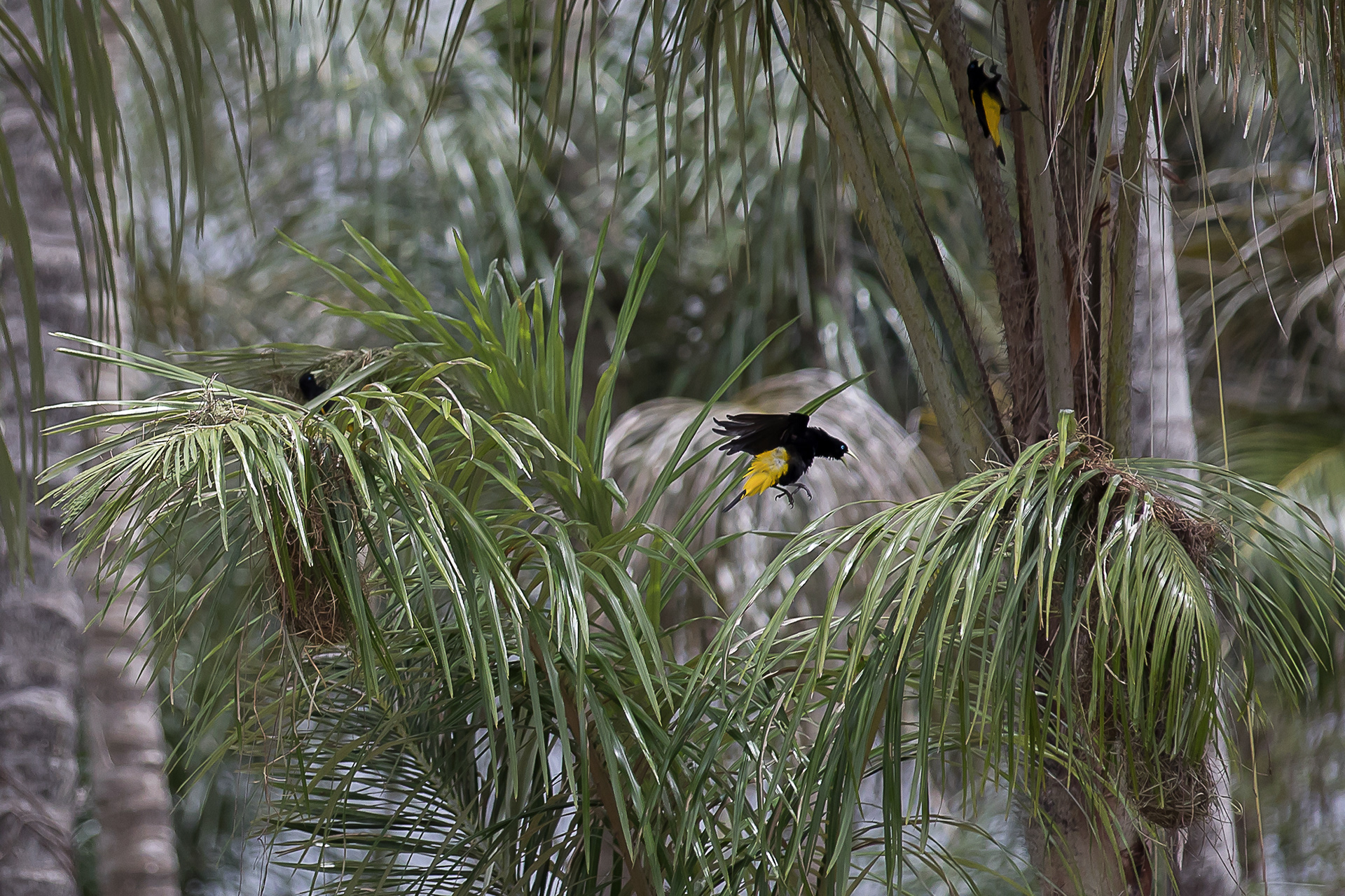 Nesting on the Amazon