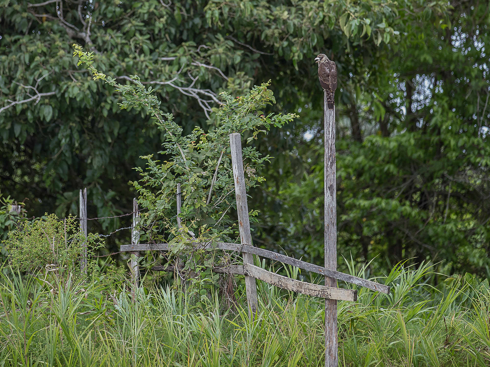 Amazon wildlife