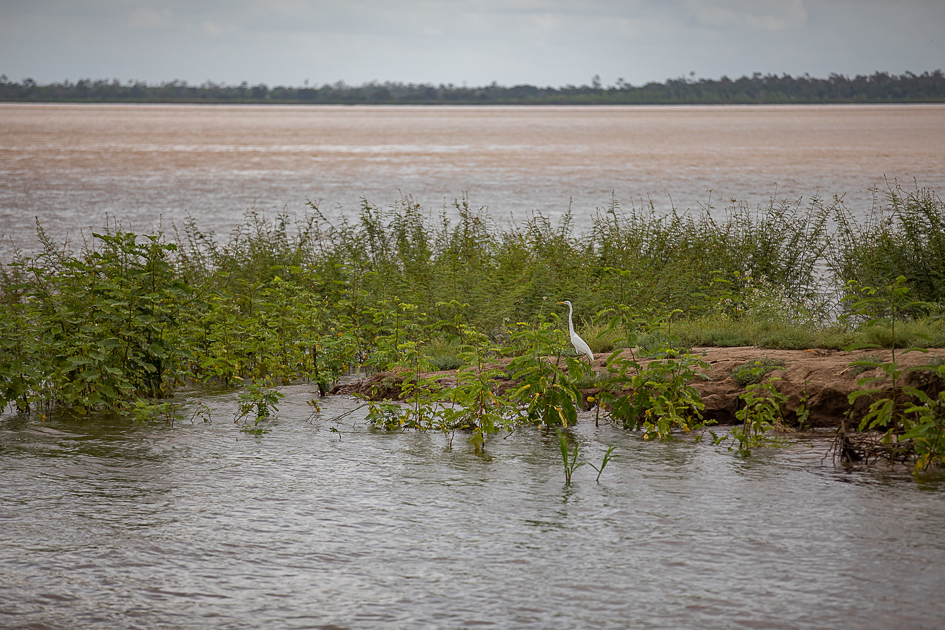 Egret in the Amazon