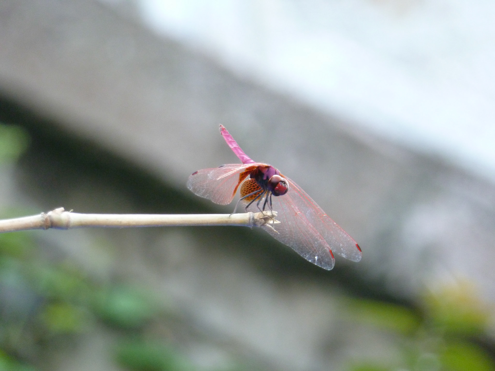 Dragon fly