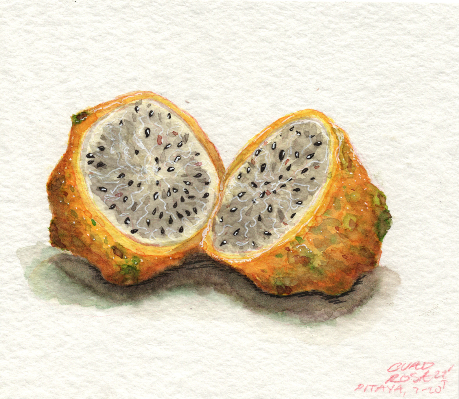 Pitaya, Watercolor 4"x4"