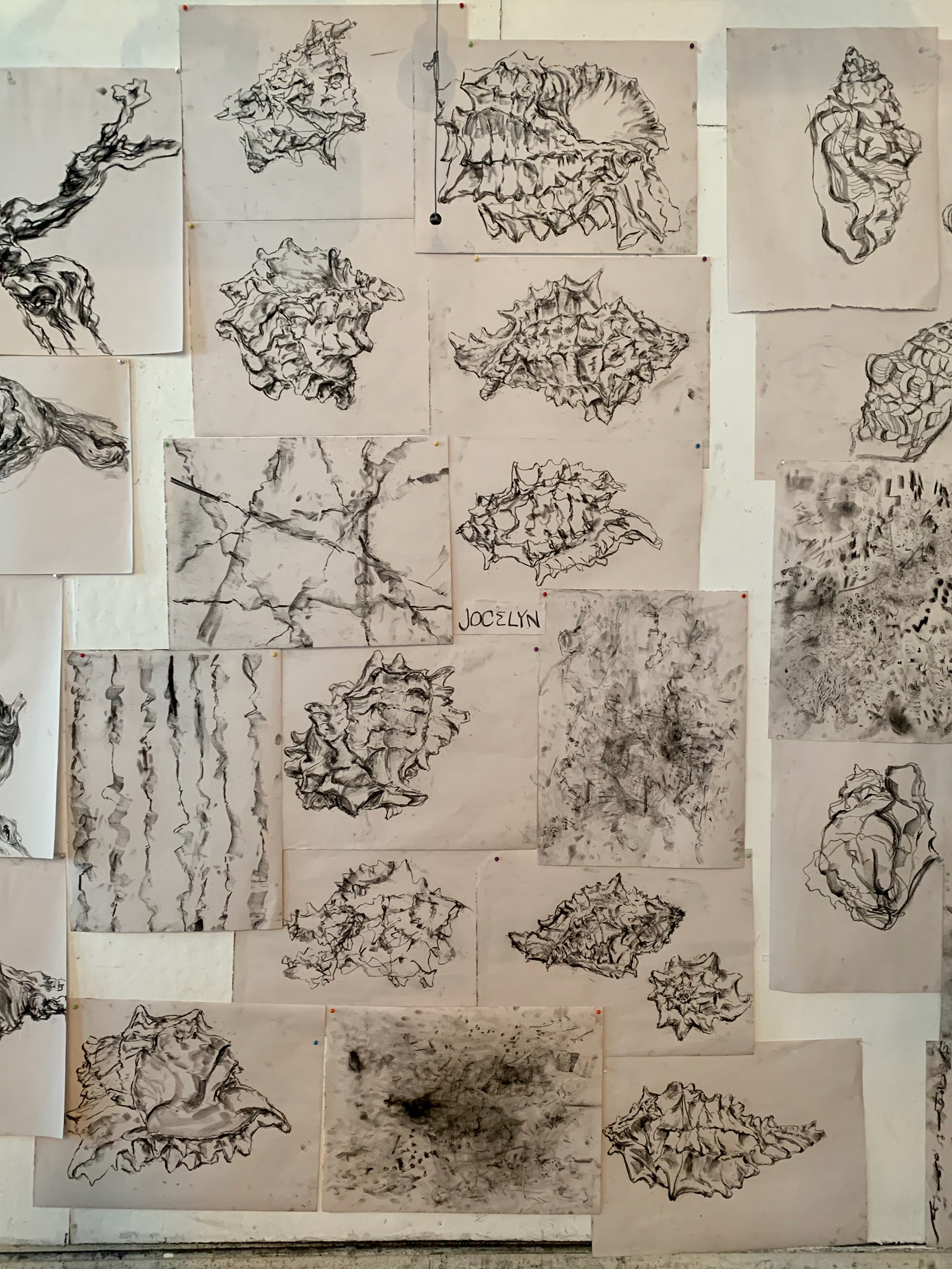 Week 1: drawing nature form (seashell) using purely marks and lines