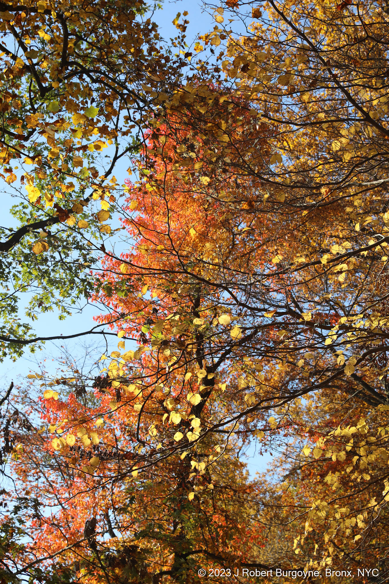 Multicolor Tree