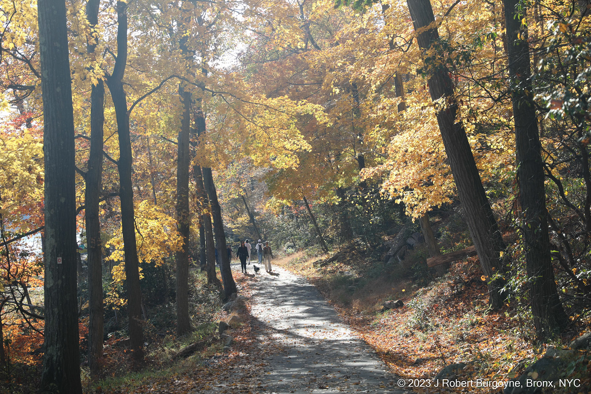 Dreamy Walking Trail