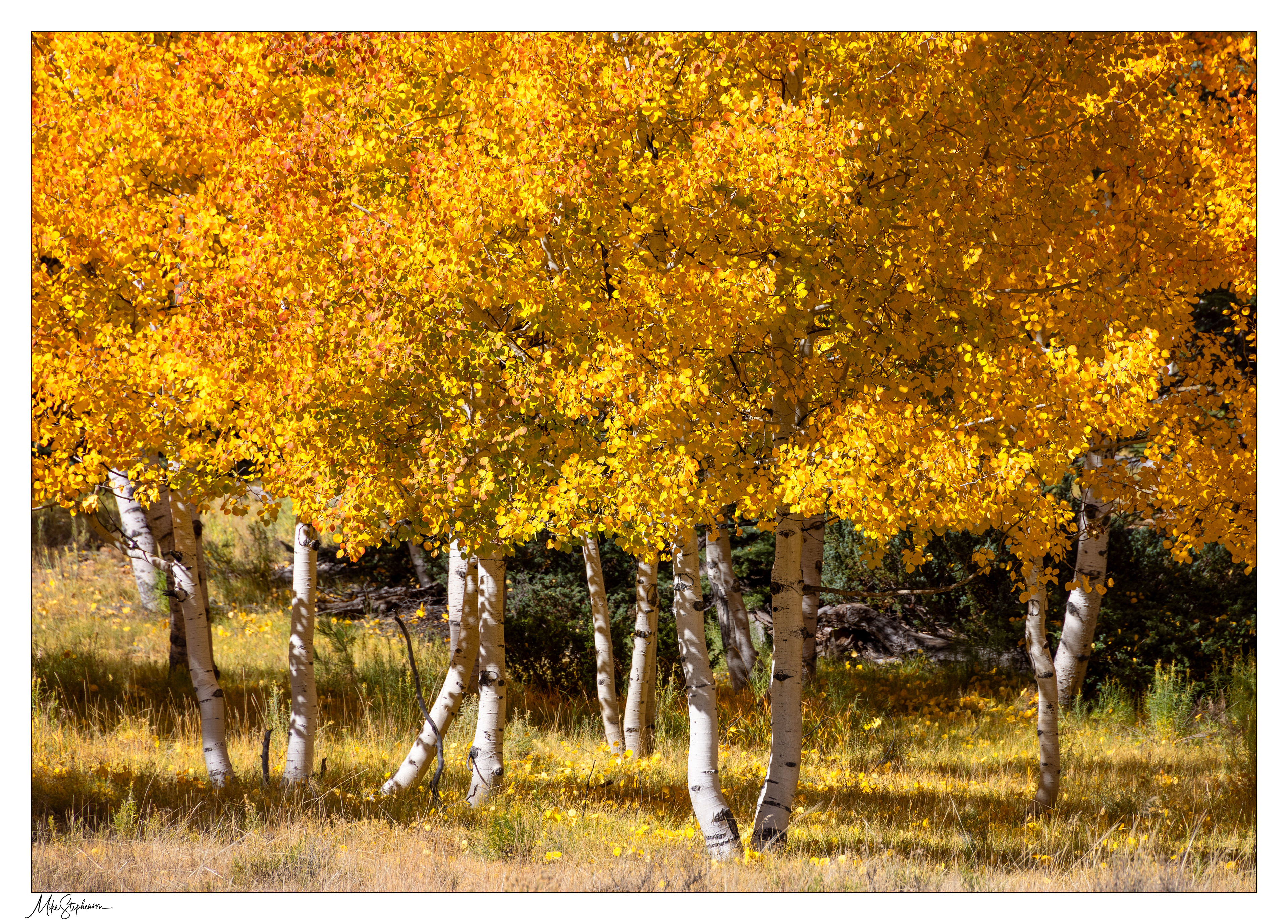 Aspen Light