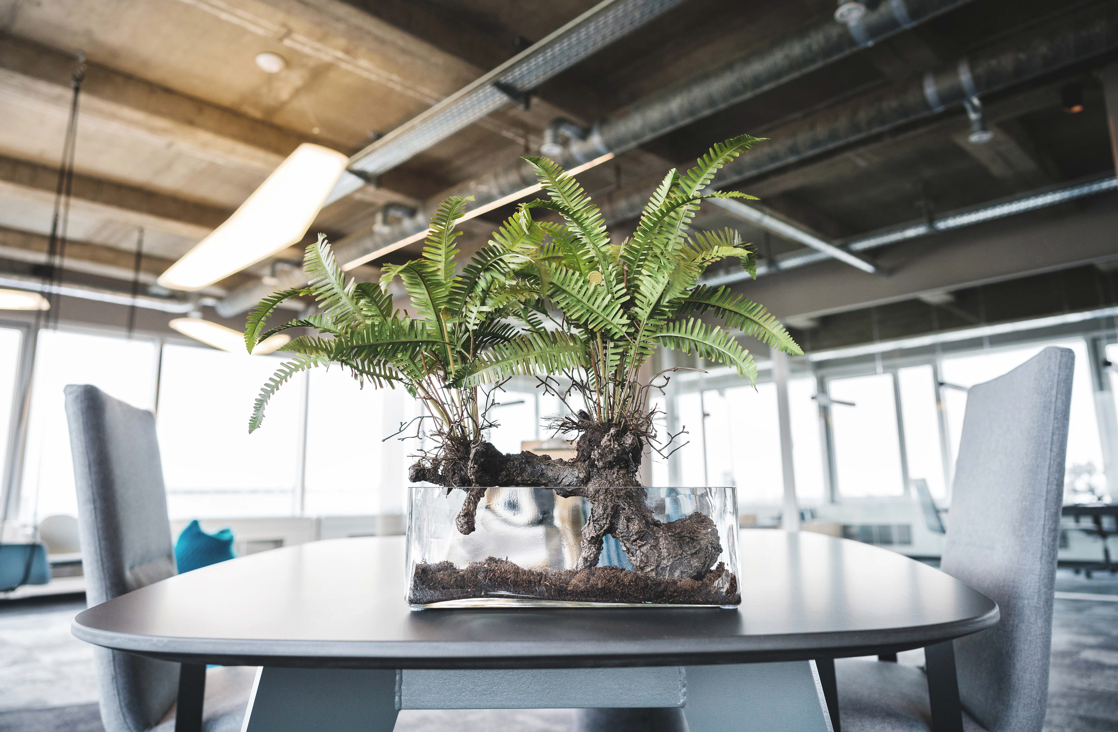 Take Off / Raumblüte