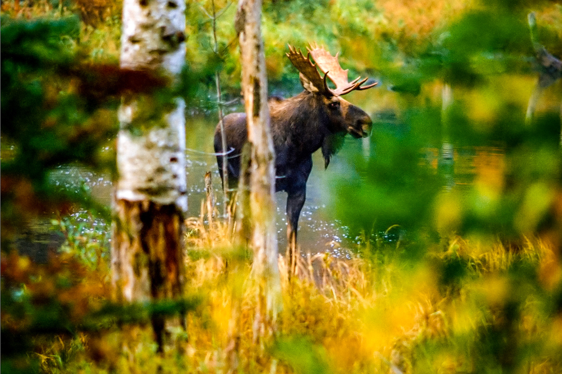 "Woodlands Visitor" --He saw me before I saw him.  I had time for only one frame. Reading, Vermont.