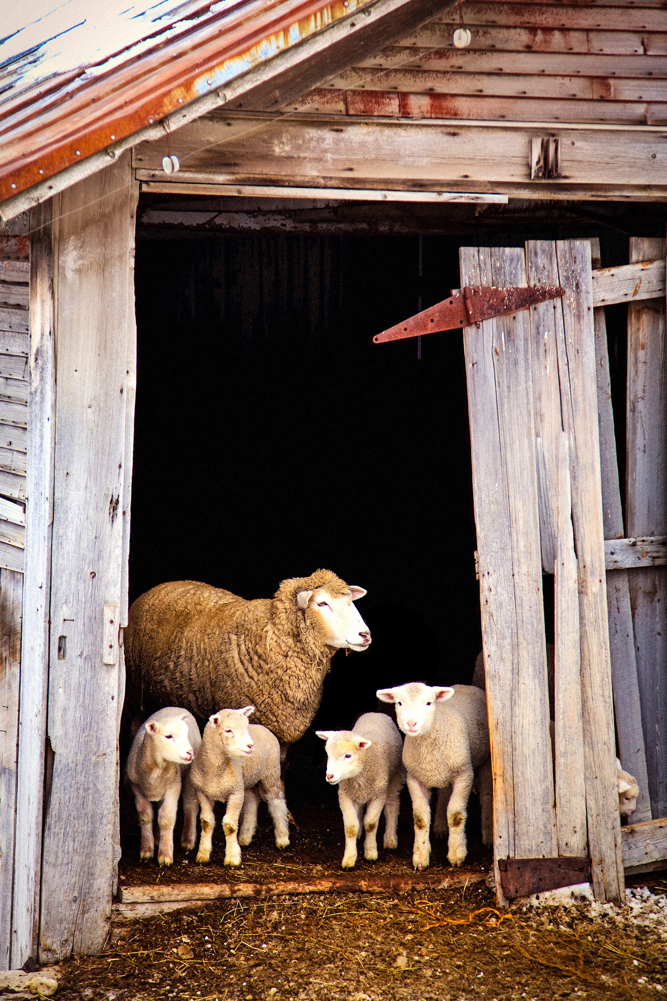 "Looking at Ewe" --The sheep family came to greet me at the door. Waitsfield, Vermont. 