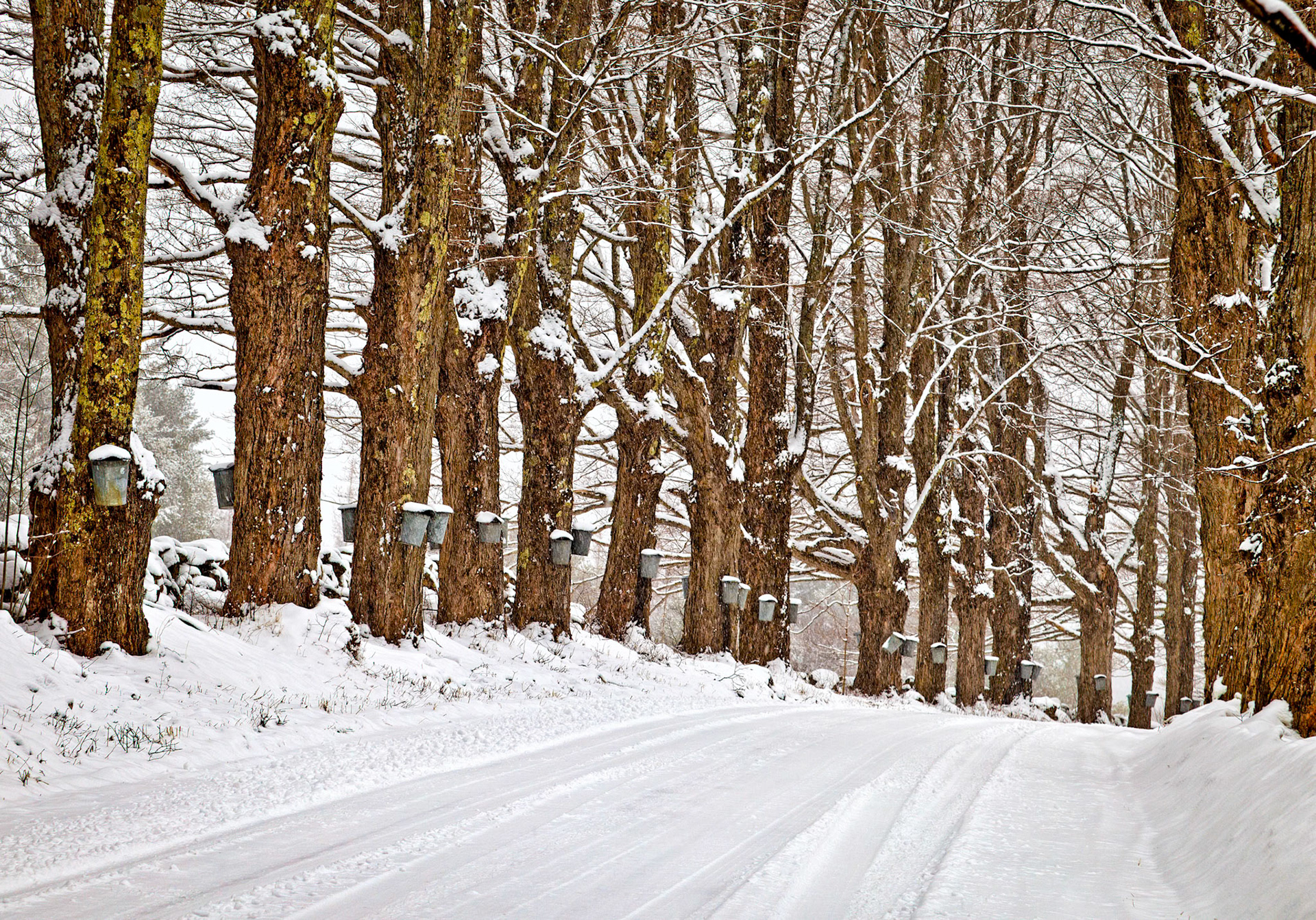 "Bucket Brigade" --Belmont