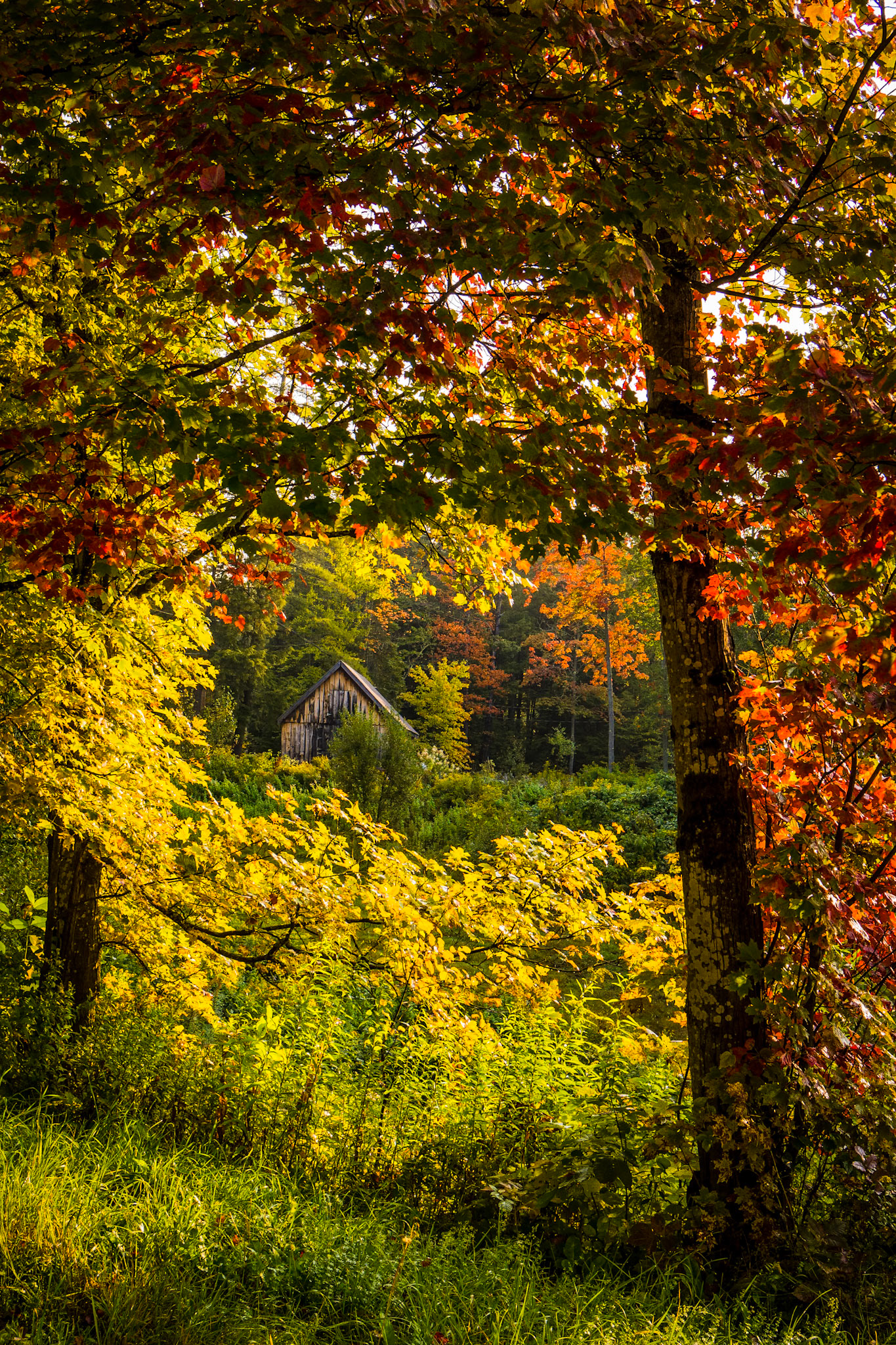 "Autumn Sunshine" --Shrewsbury