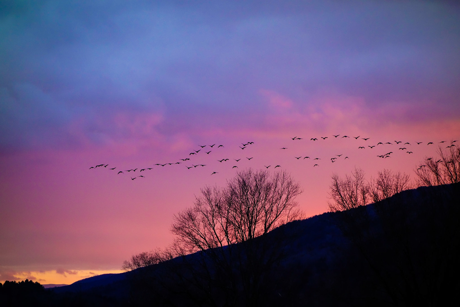 "Sunset Flight" --Clarendon