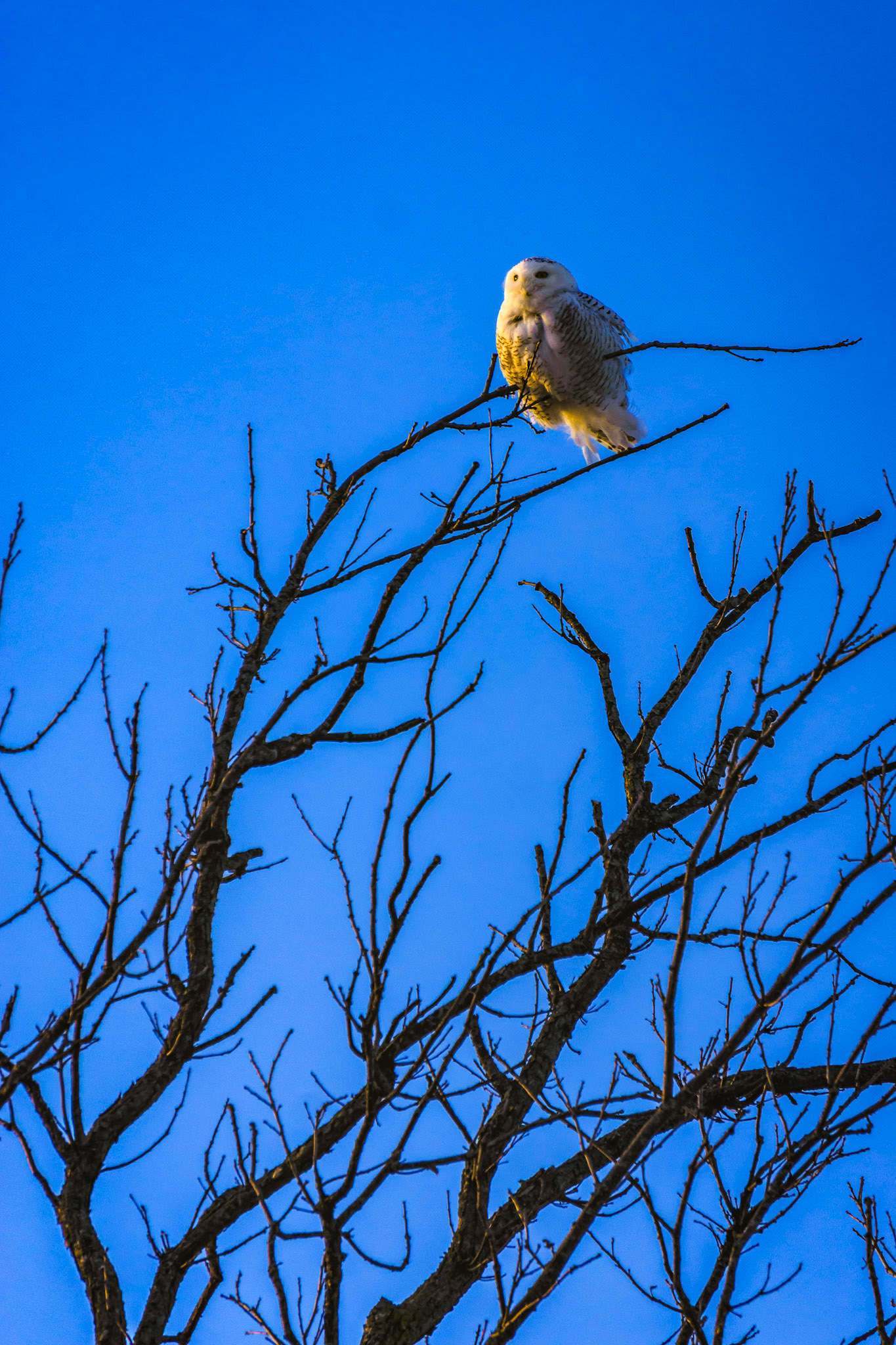 "Lofty Perch" --A snowy owl sits at the top most branch of a tree.  Addison, Vermont.