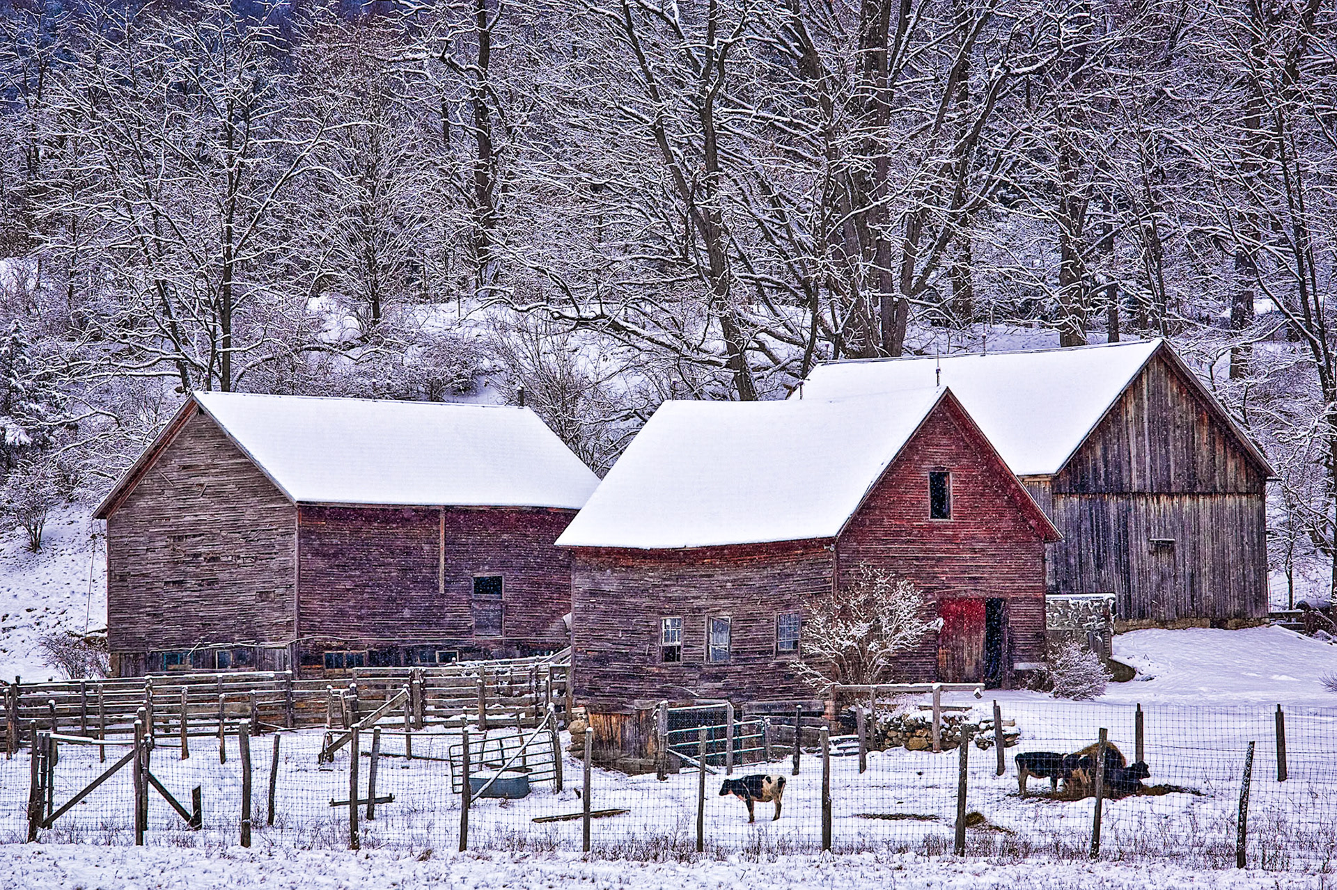 "Winter Barnyard" --Wallingford