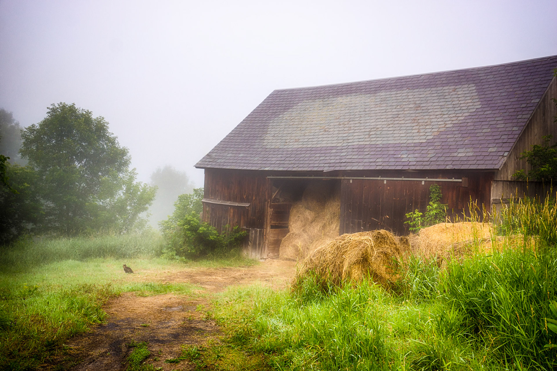 "Barnyard Hunter"  --Bensen