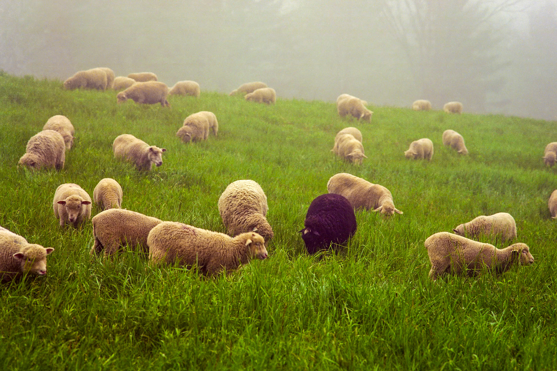 "Black Sheep" --Chippenhook