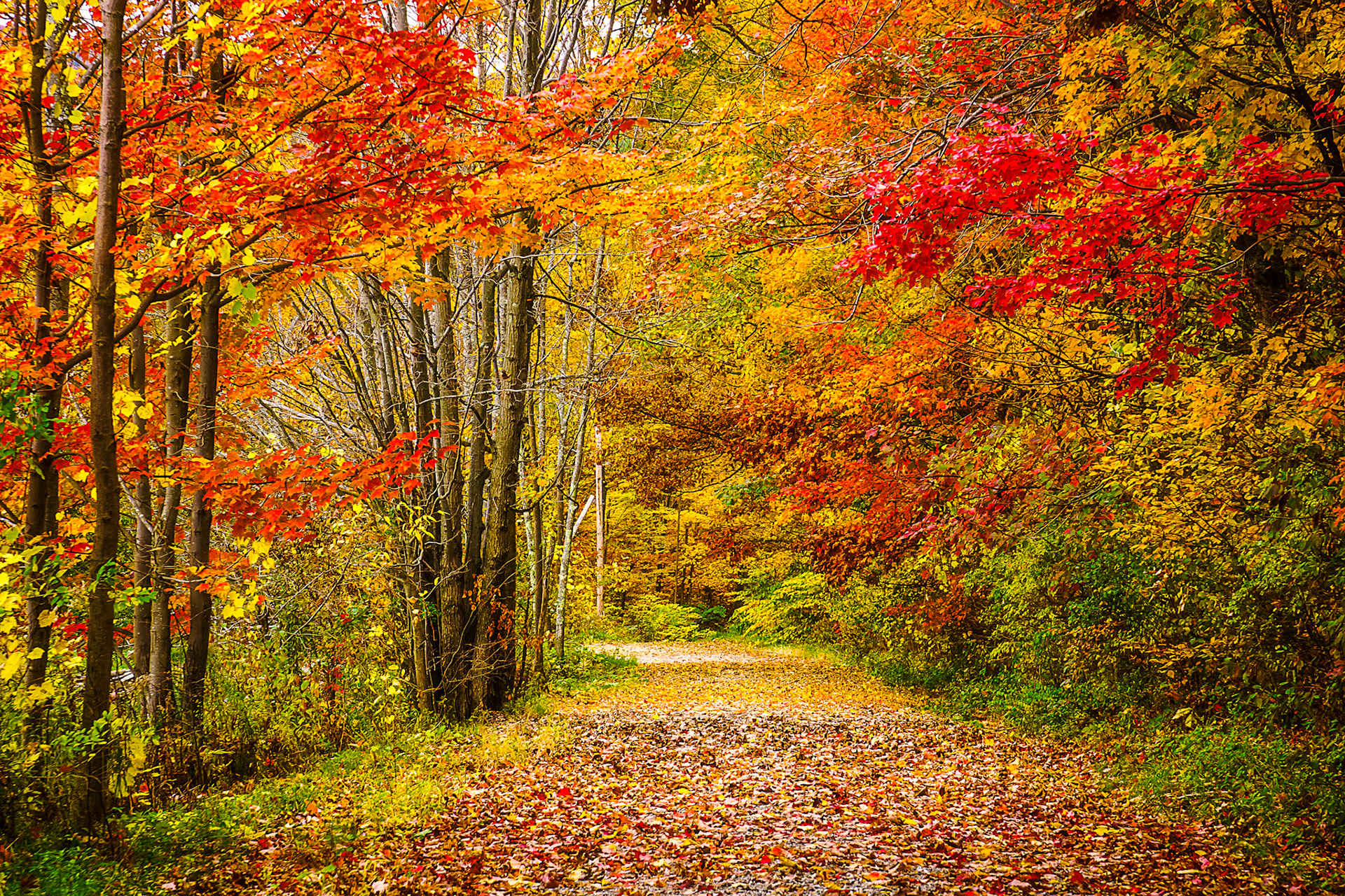 "Colors of Fall" --Castleton