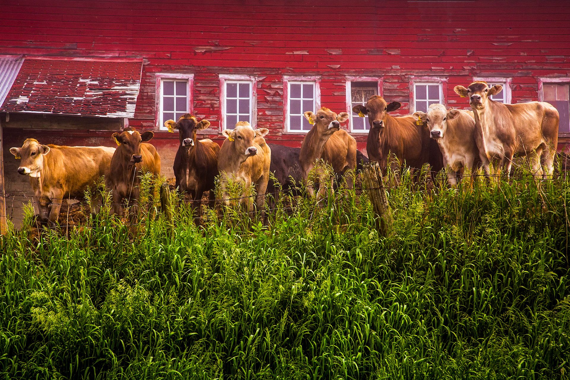 "Jersey Girls" --I had their full attention, but only briefly. Whitehall, New York. 