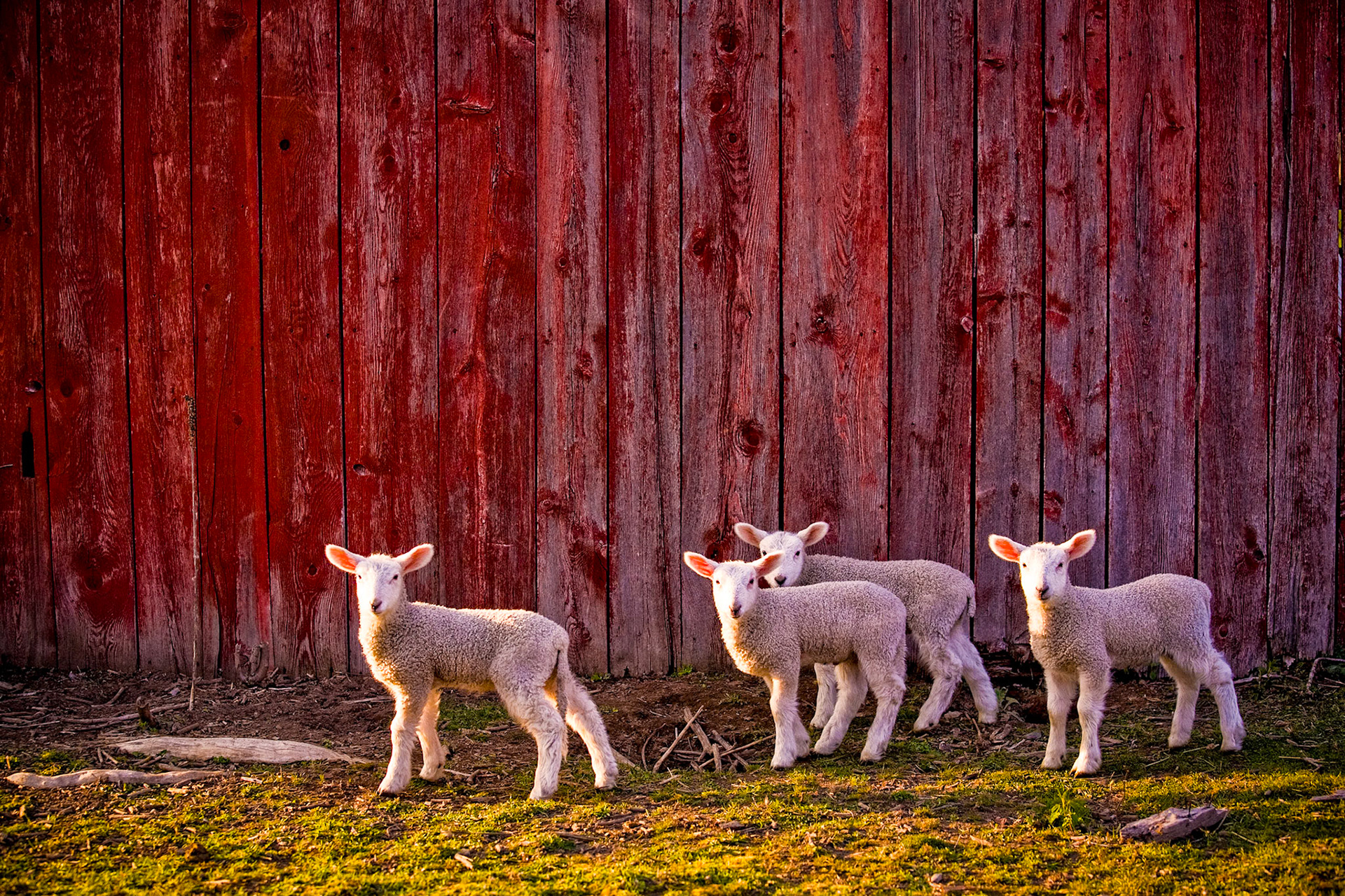 "Undivided Attention" --They gave me their undivided attention, but not for long! Shoreham, Vermont.