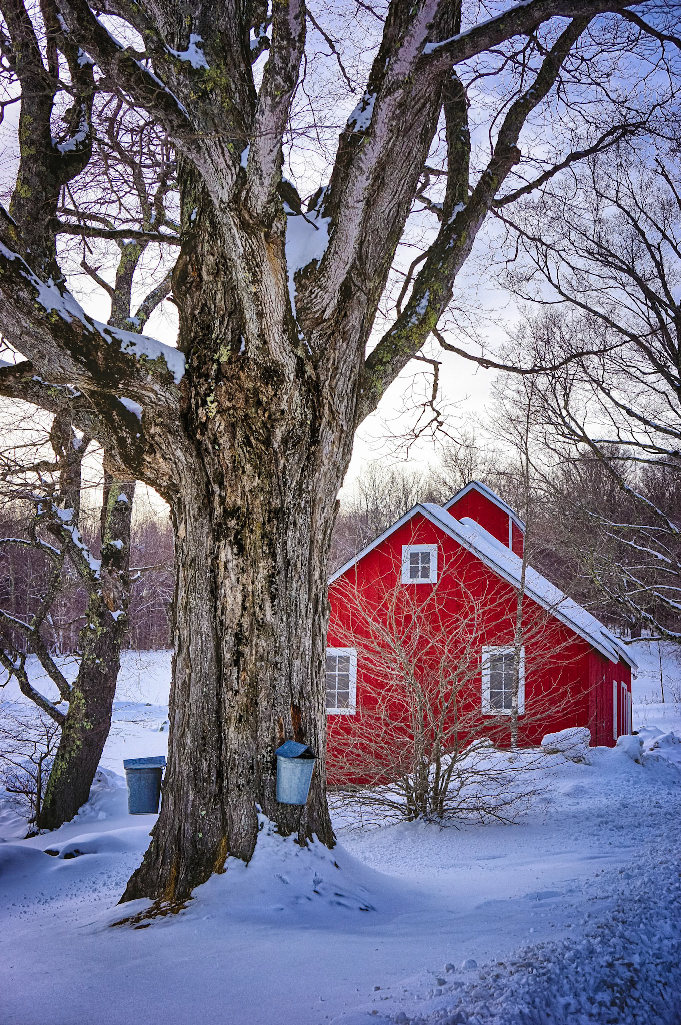 "March Maple" --Shrewsbury