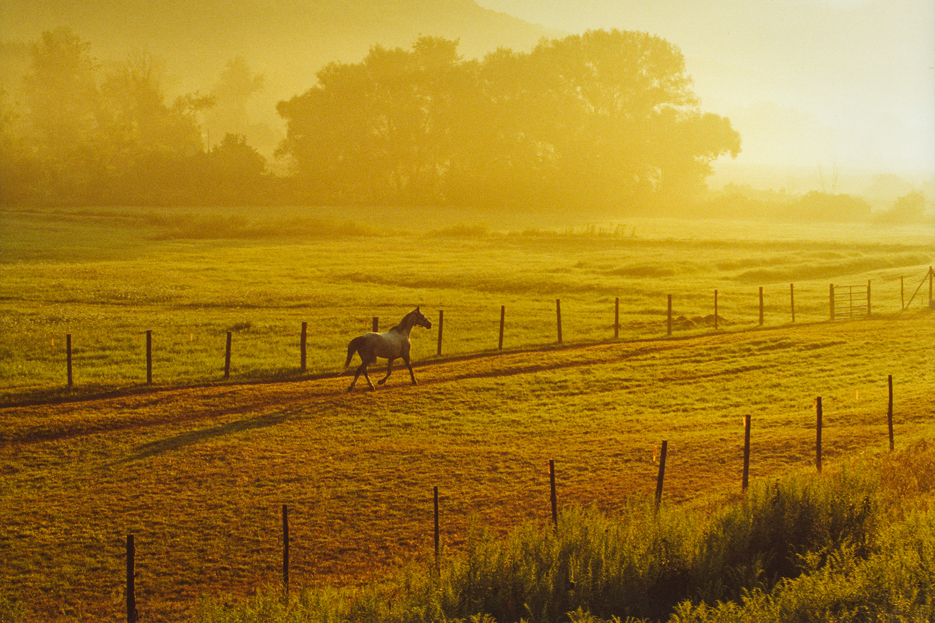 "Morning Run" --A burst of sunlight hits the morning fog, and seems to cast a spotlight as the horse runs by. Castleton, Vermont.