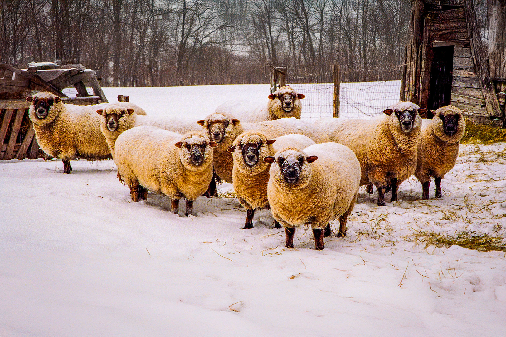 "Group Portrait" --They followed directions perfectly and lined up just the way I wanted. Danby, Vermont.