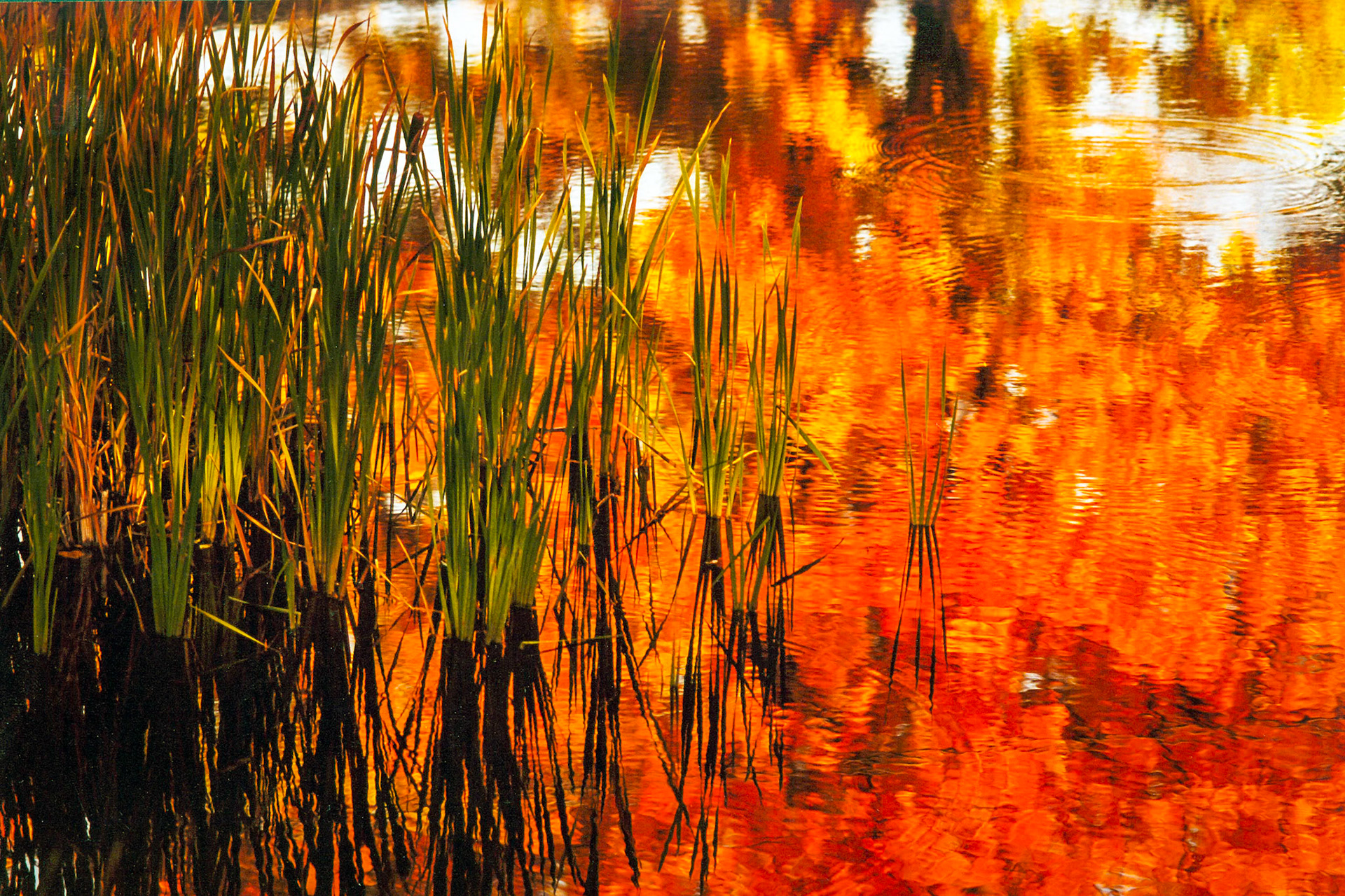 "Pond Reflections" --Elfin Lake, Wallingford