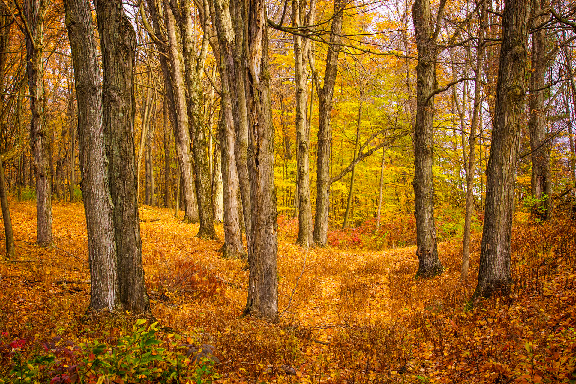 "Woods in Fall" --Orwell