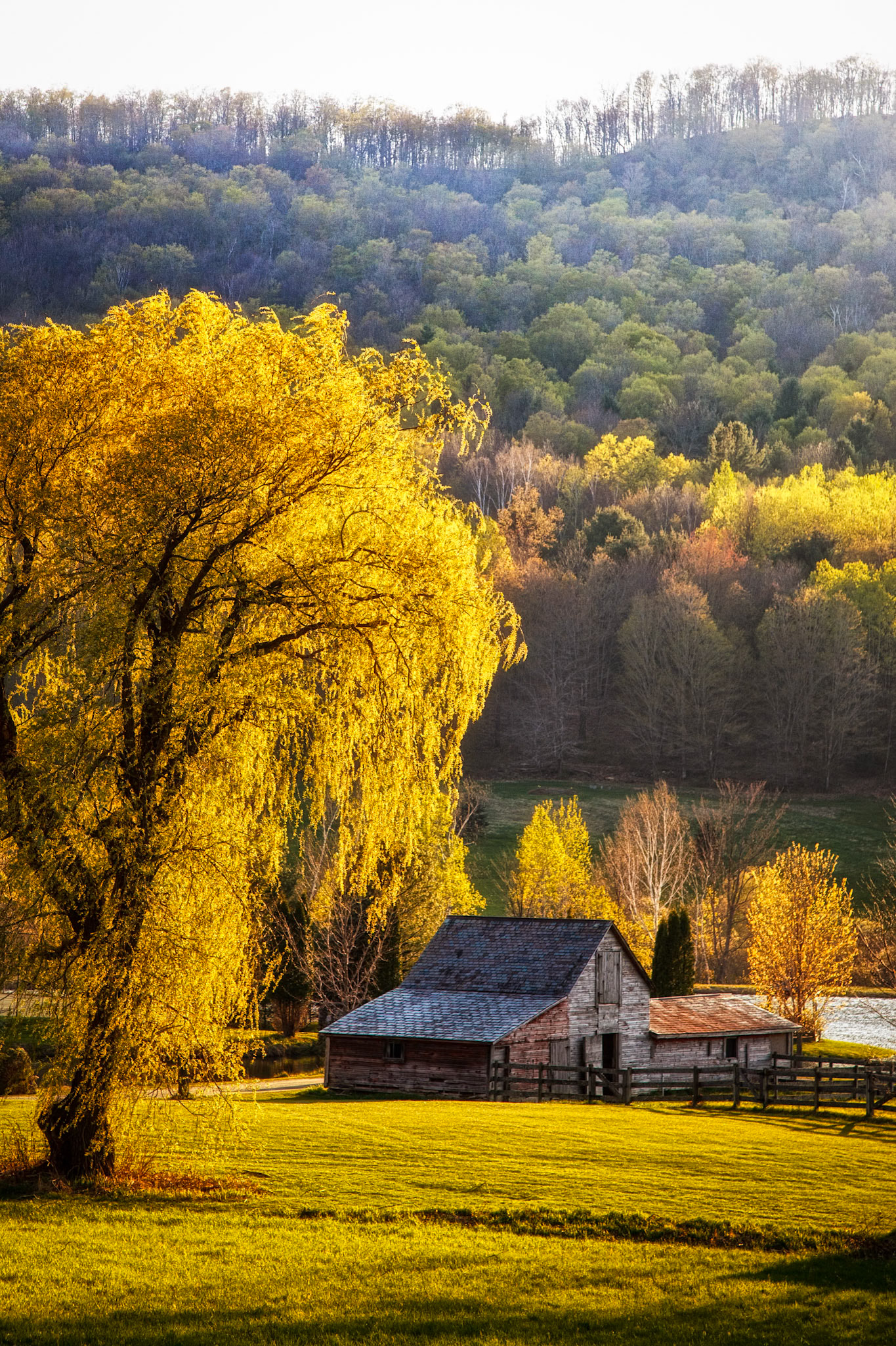 "Spring Willow" --Middletown Springs