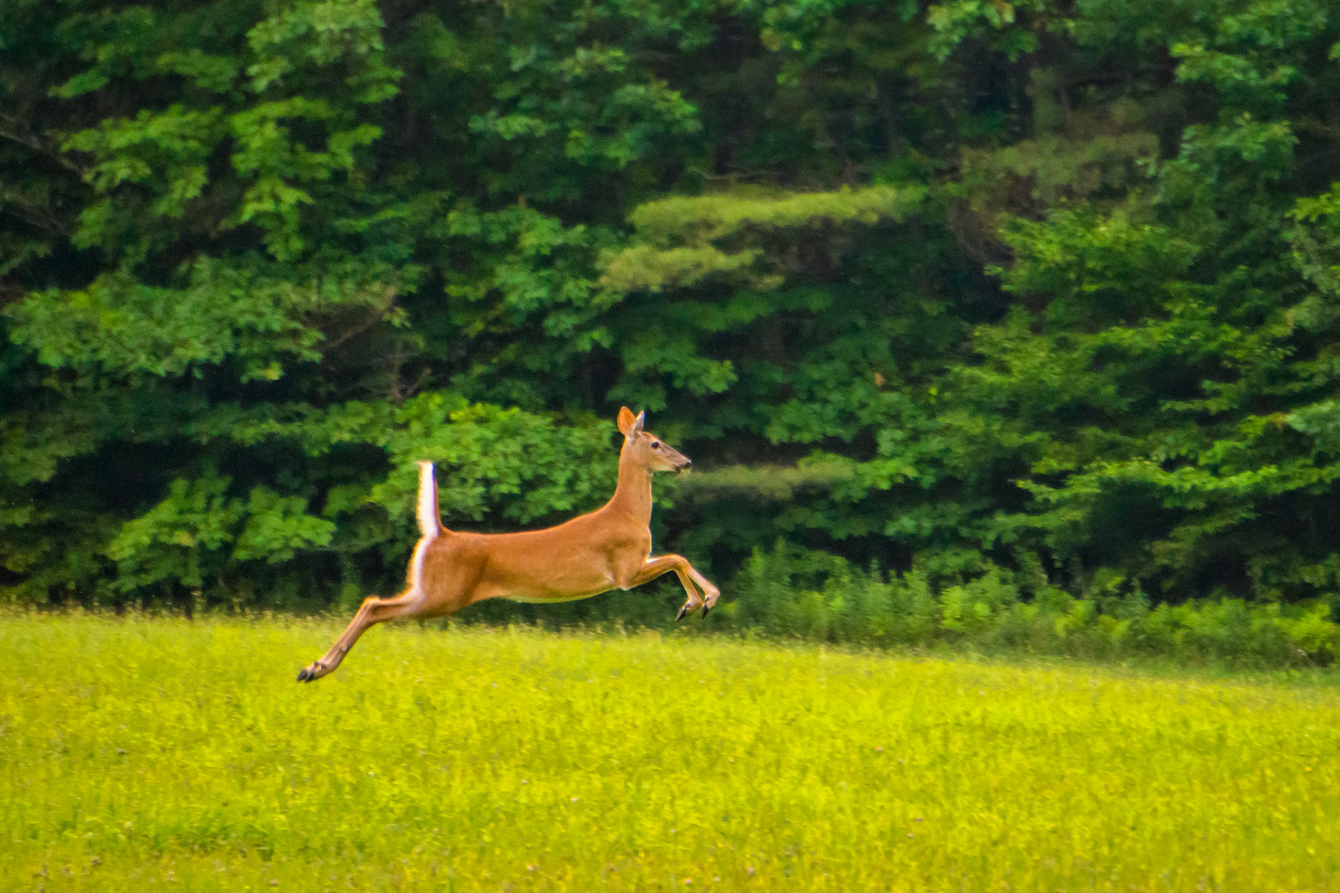 "Leaps and Bounds" --A deer bounds across a field in Tinmouth, Vermont.